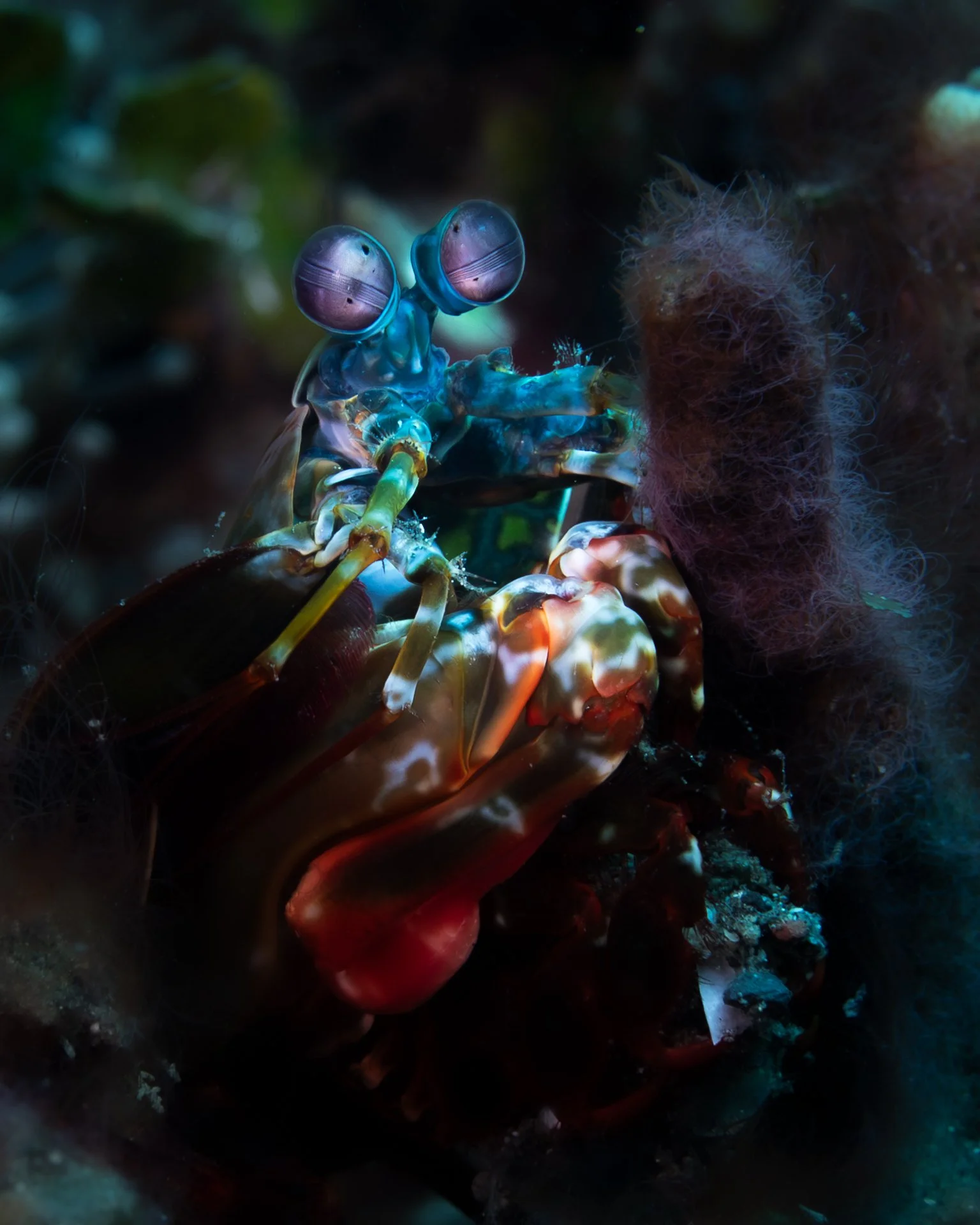 mantis-shrimp-2.jpg