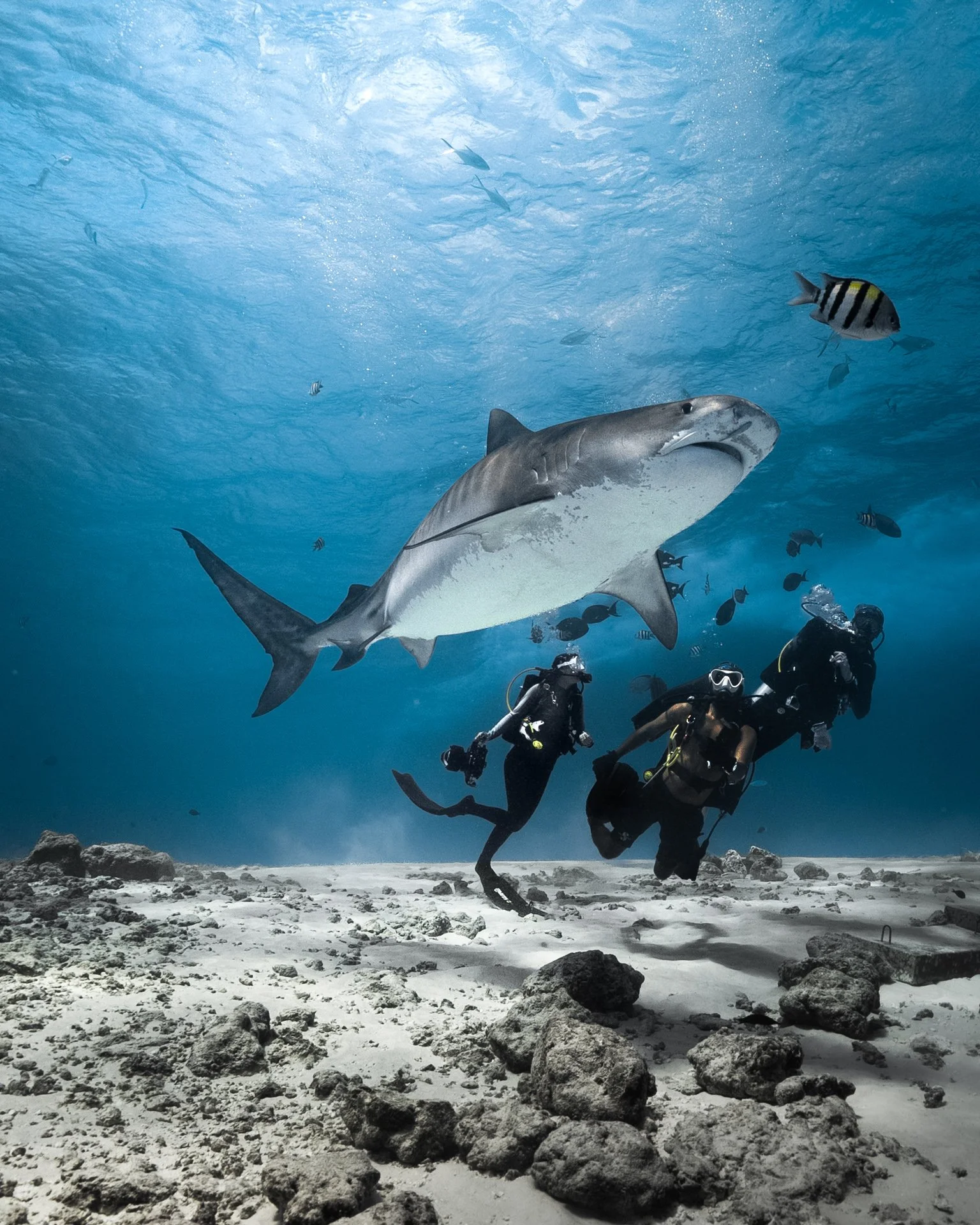 team-shark 4x5.jpg