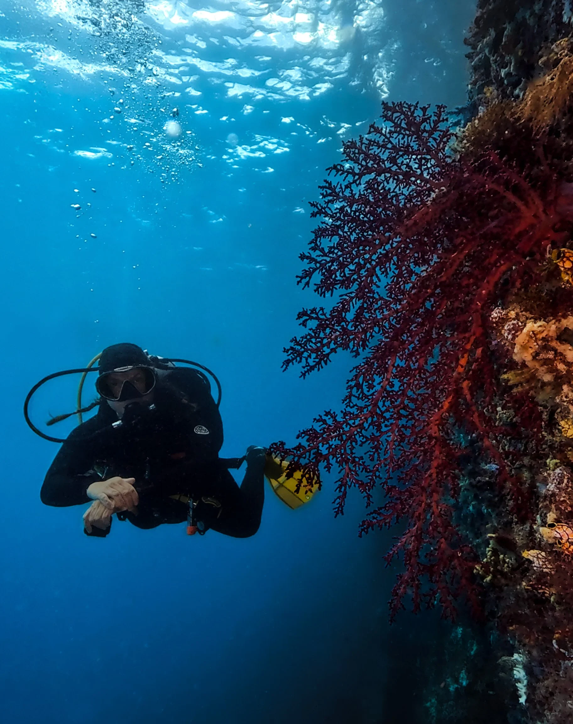 A scuba diver underwater beside a colorful coral reef.