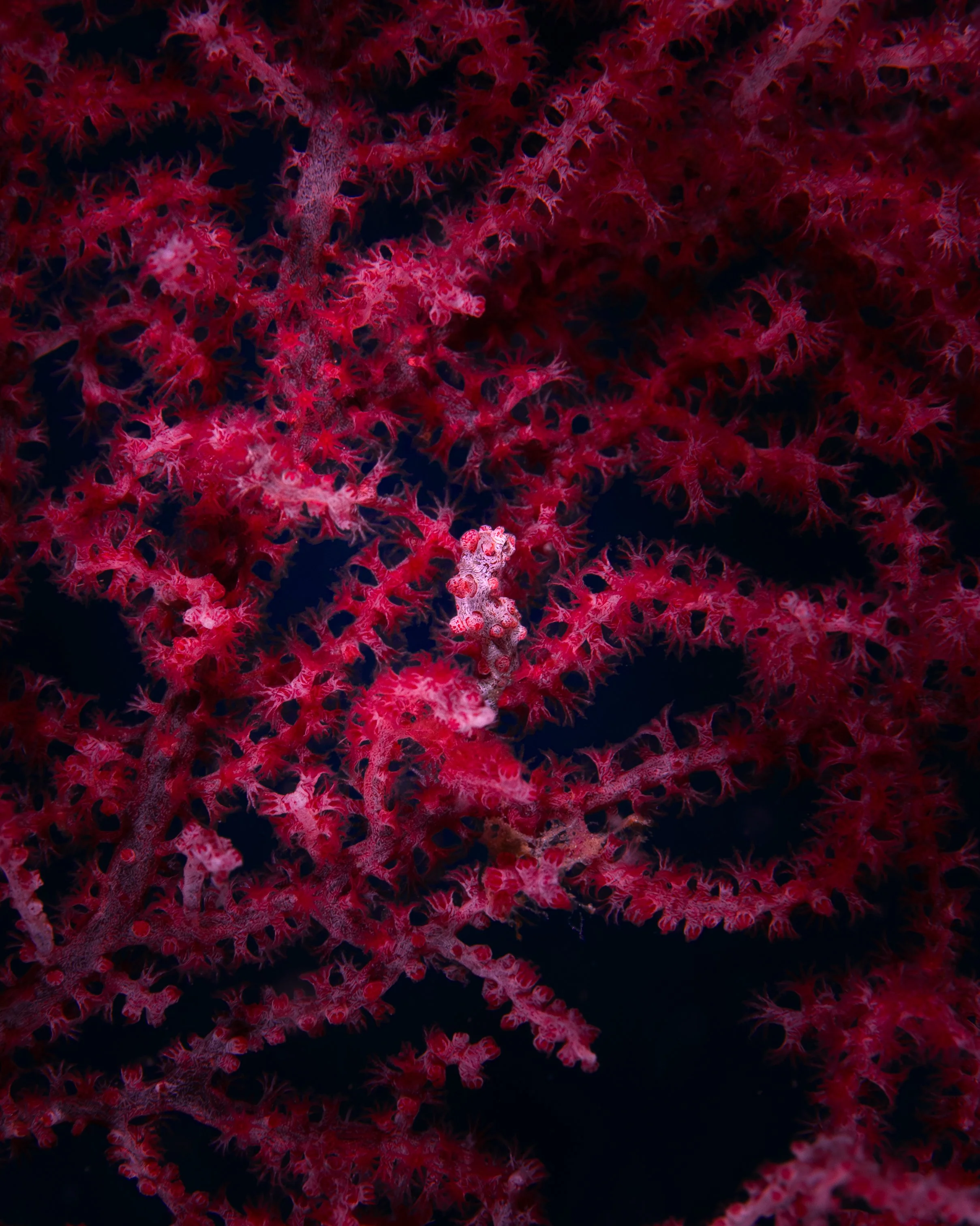 pygymy seahorse.jpg