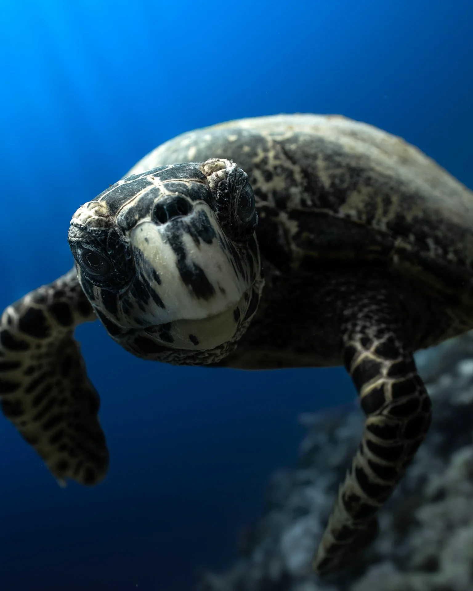 turtle hello 4x5.jpg