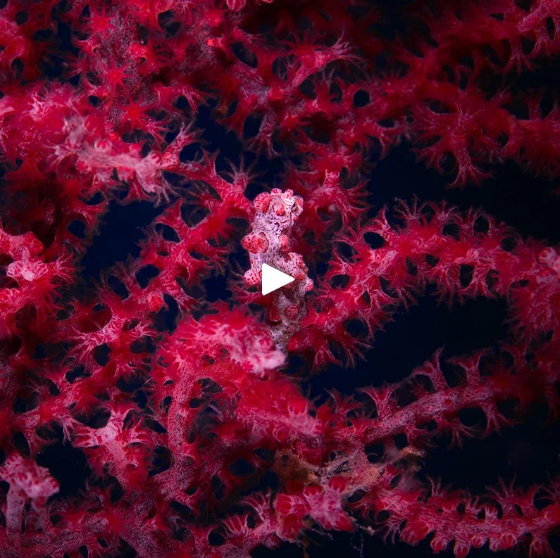 Pygmy seahorse