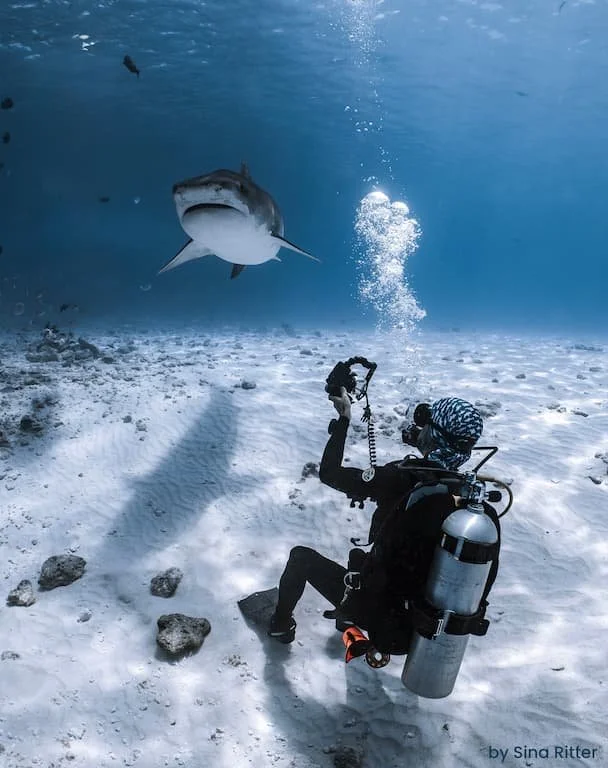 photographer filming tiger shark