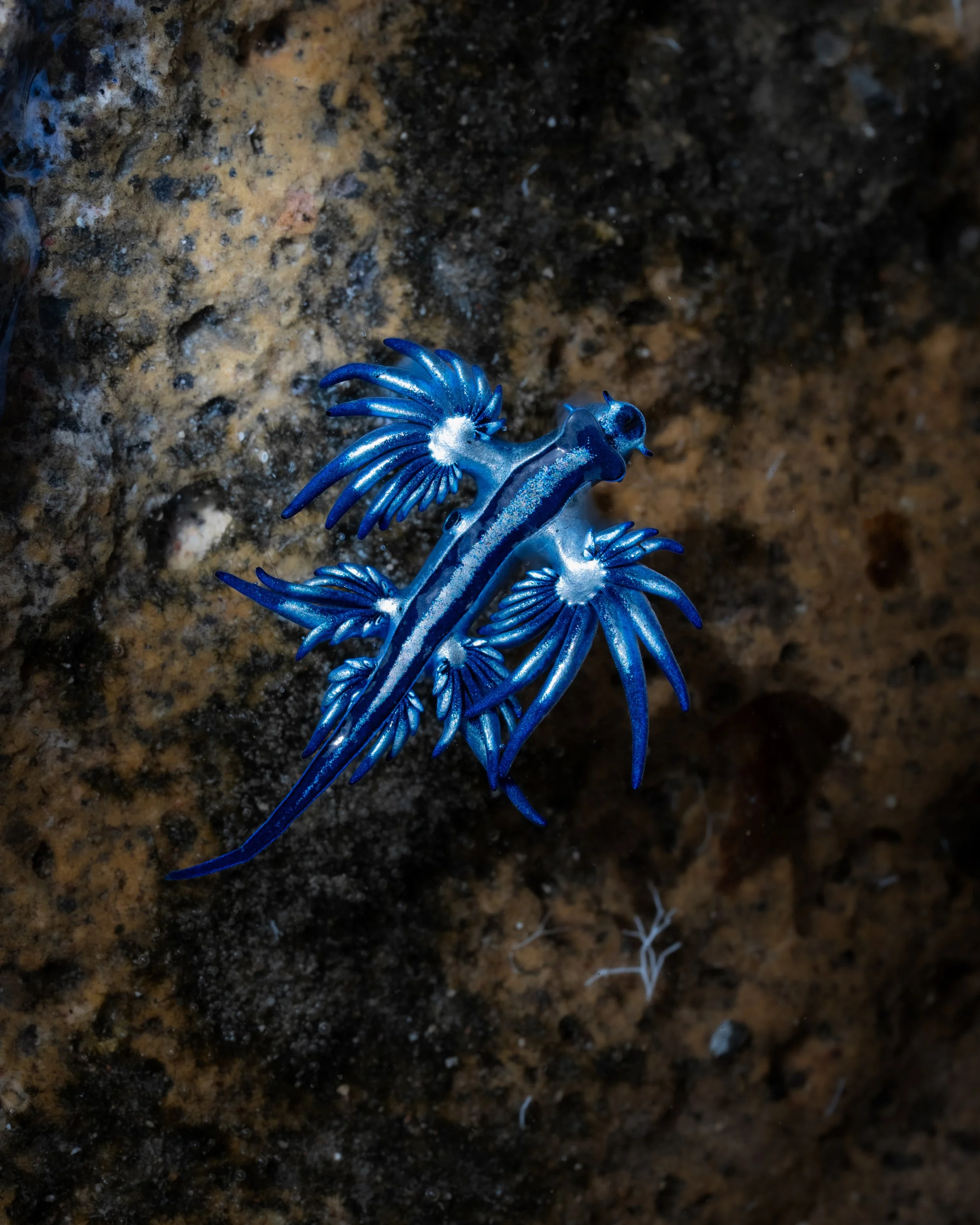 blue dragon 1 4x5.jpg
