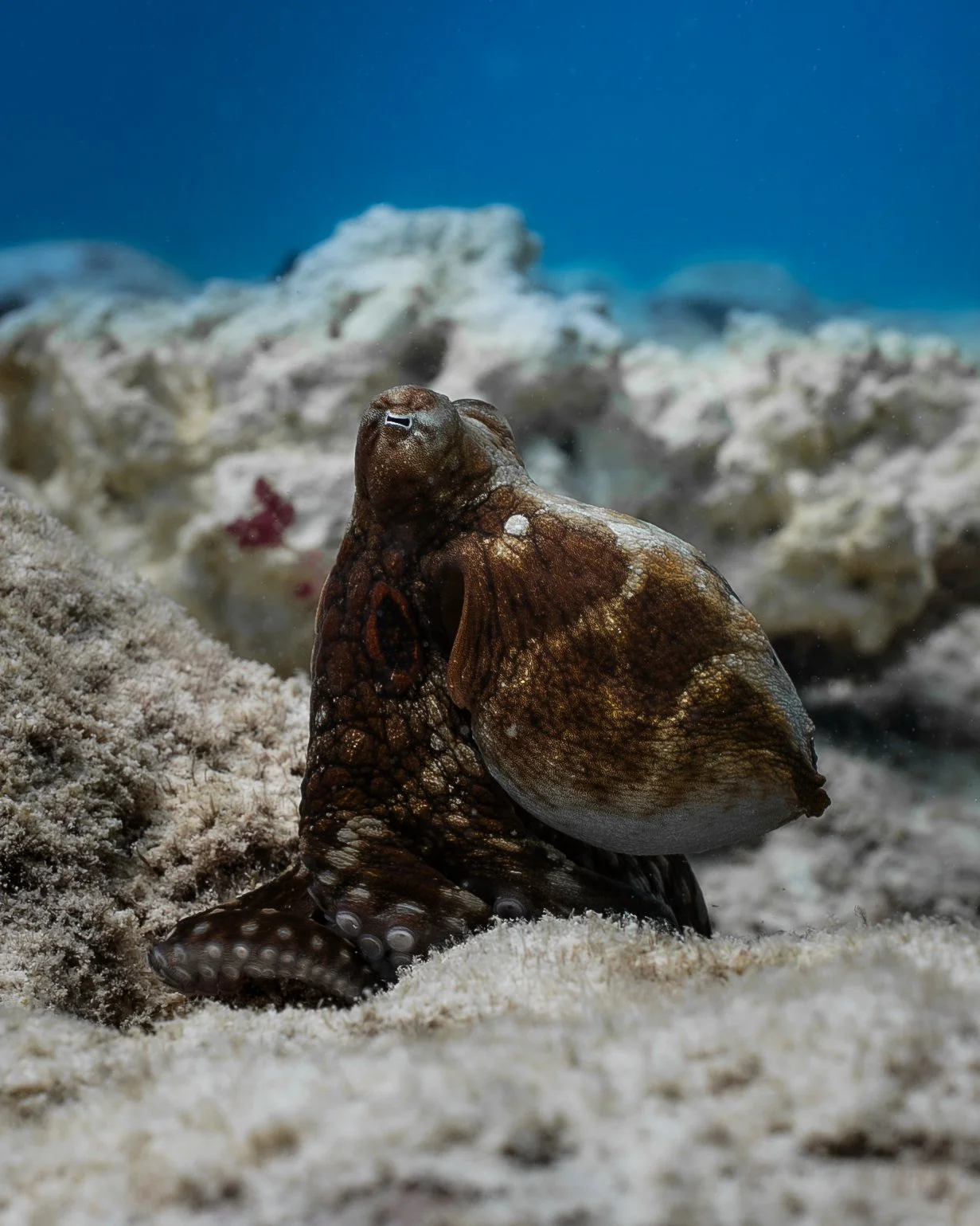 octopus.jpg