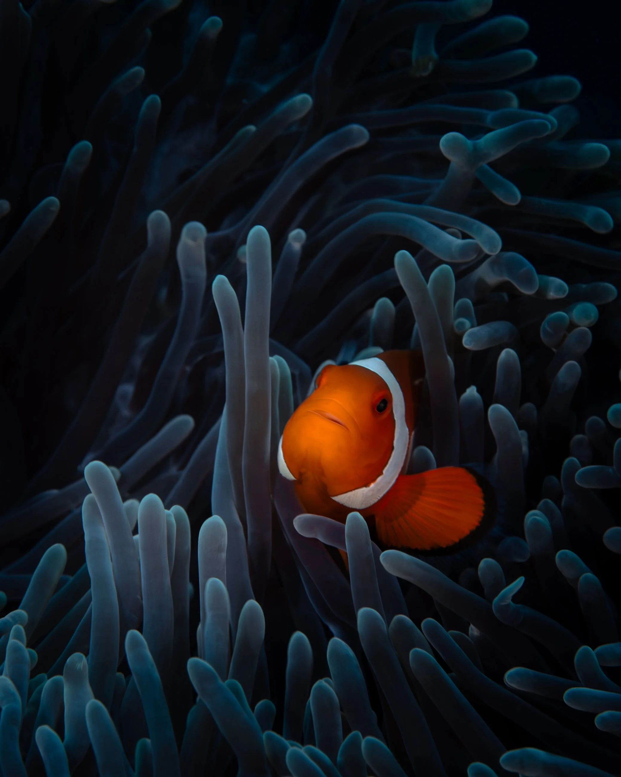 clownfish-2.jpg