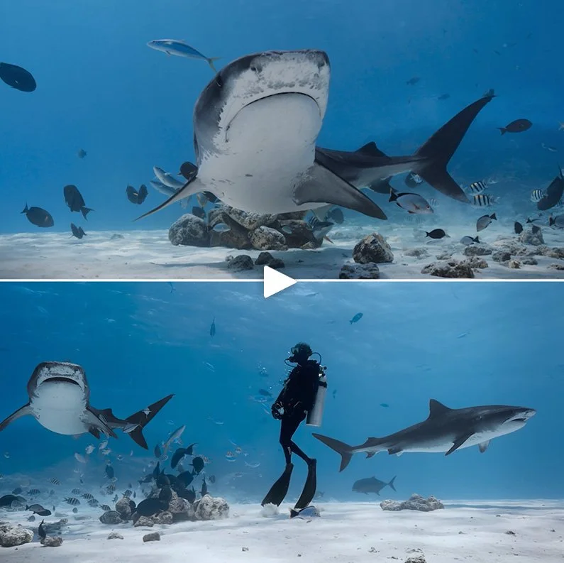 Diver with tiger sharks