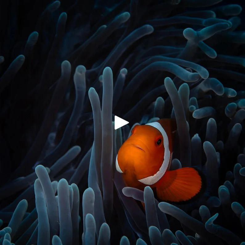 Clownfish hiding in anemone