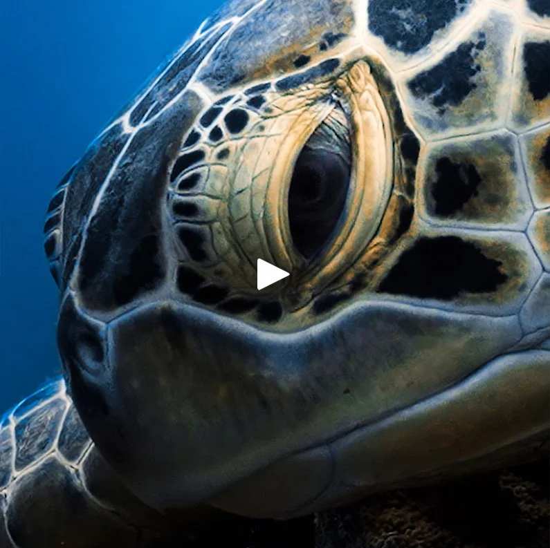 Turtle's eye close up