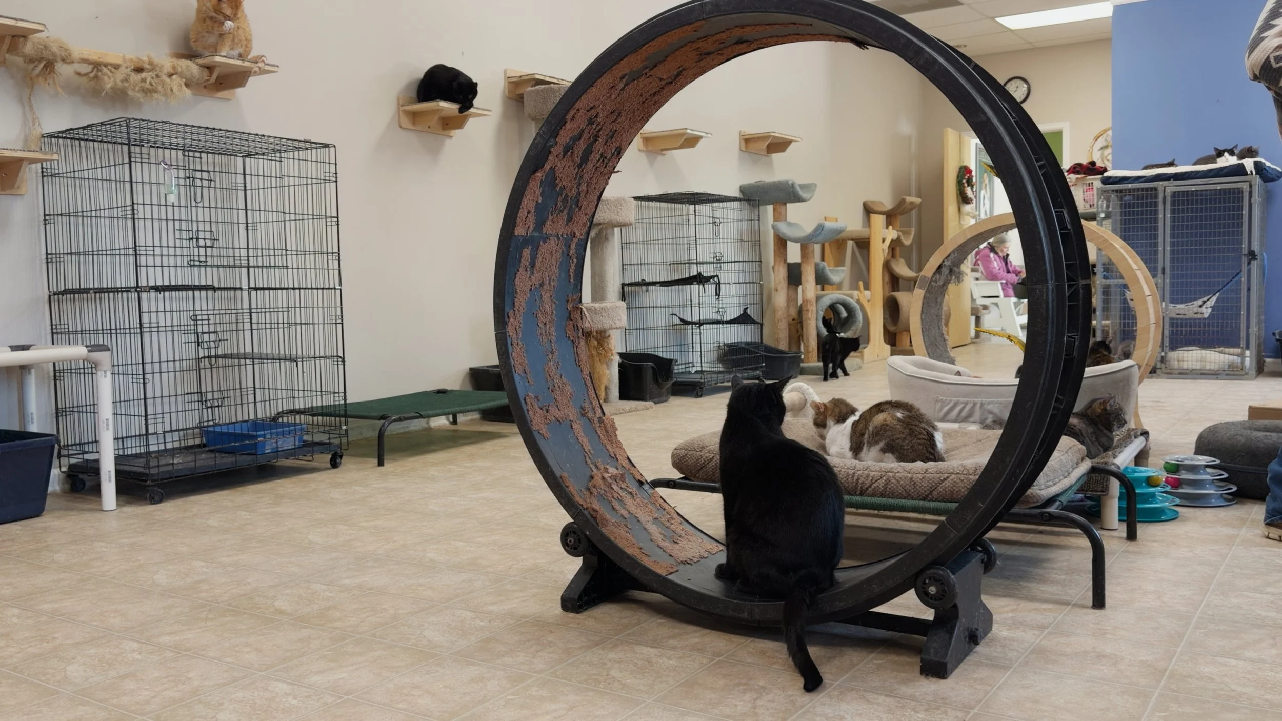 Indoor cat shelter with climbing structures, cages, and multiple cats, including a black cat sitting on a circular tunnel and other cats resting on beds and shelves.