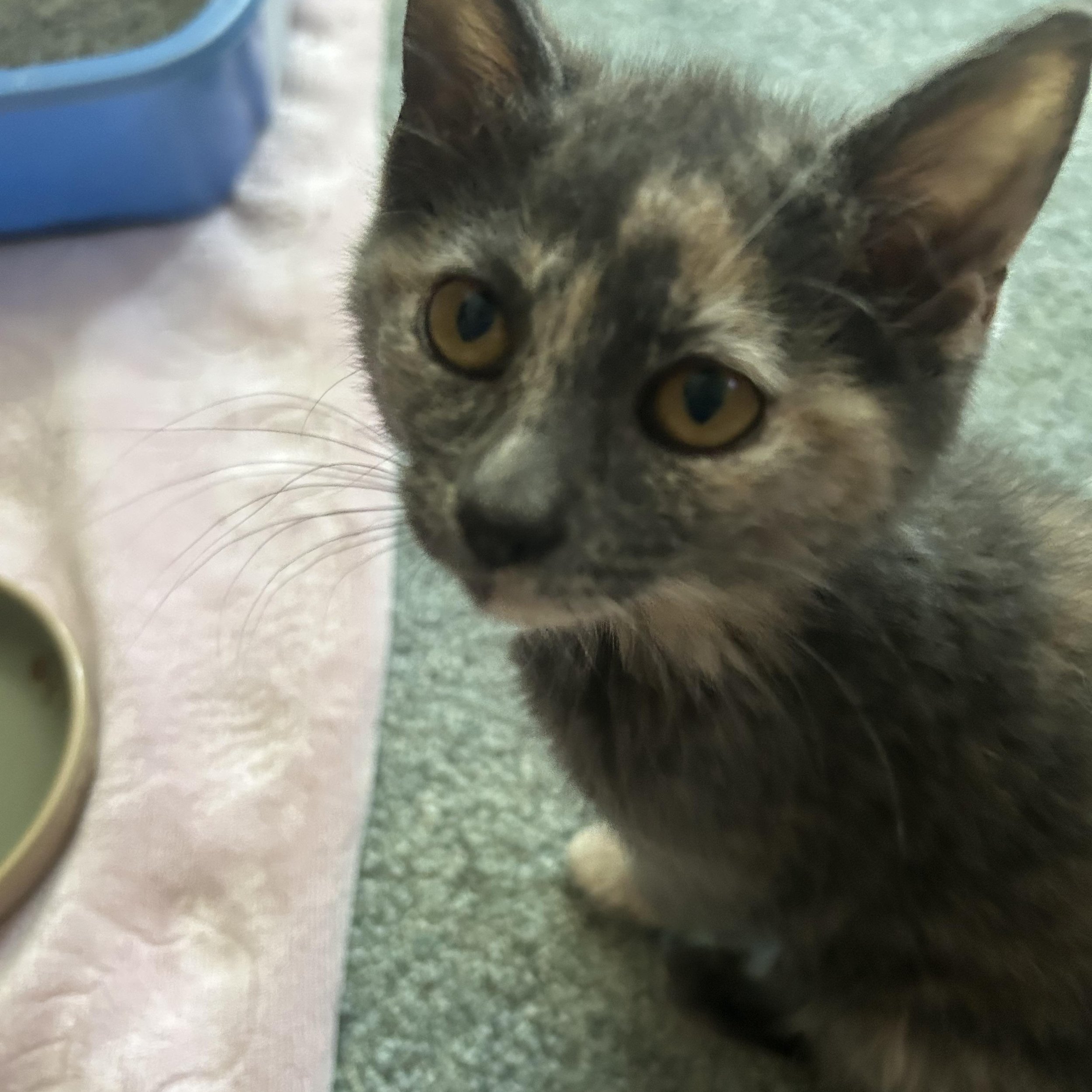 A close-up of a gray tortoiseshell kitten with yellow eyes, sitting on a gray carpet near a pink blanket and a blue pet food bowl.