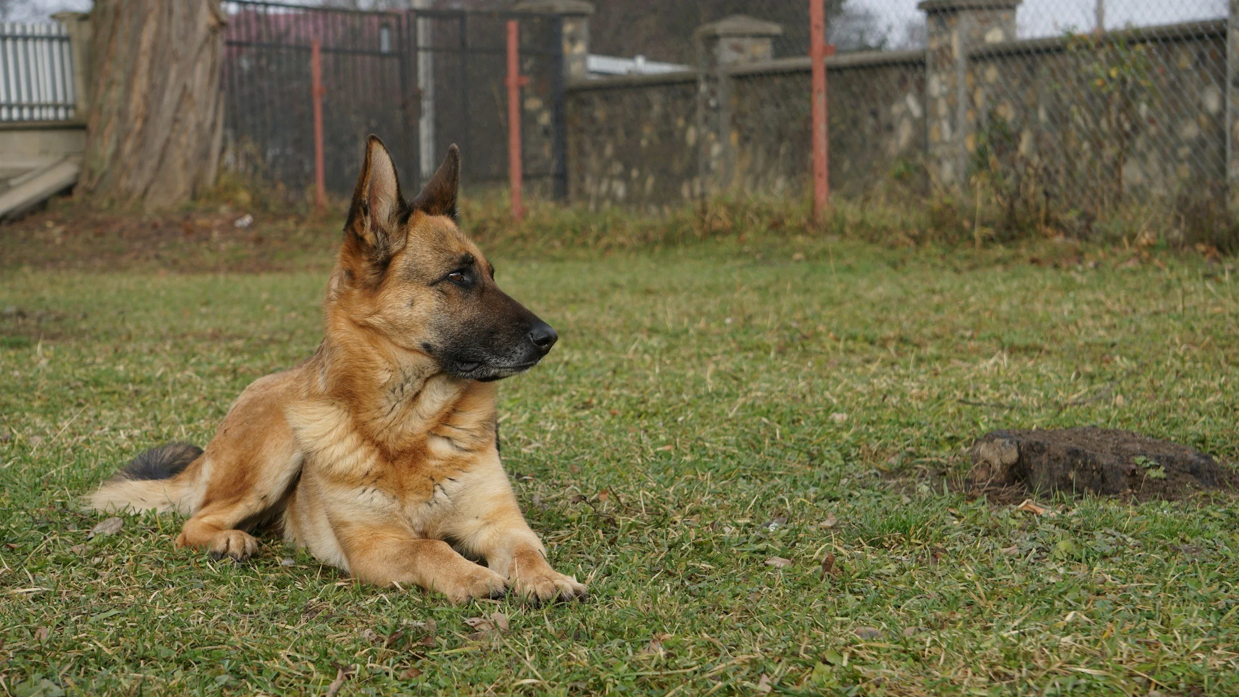 A German Shepherd dog lying on the grass in a yard, gazing attentively to the right. There is a tree trunk and a fence in the background.