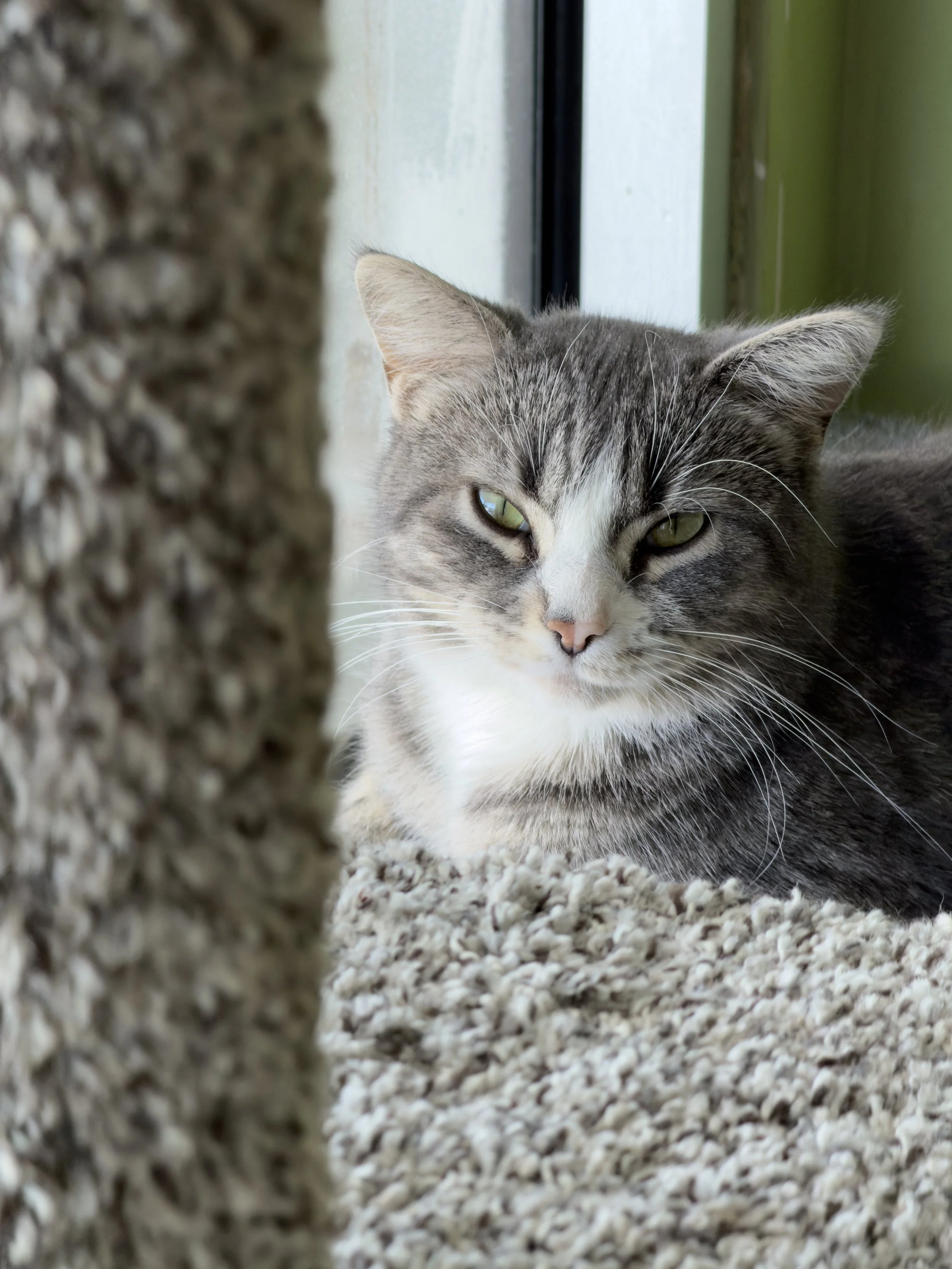 Gray and white cat resting on a carpeted surface near a window, looking at the camera with slightly squinted eyes.
