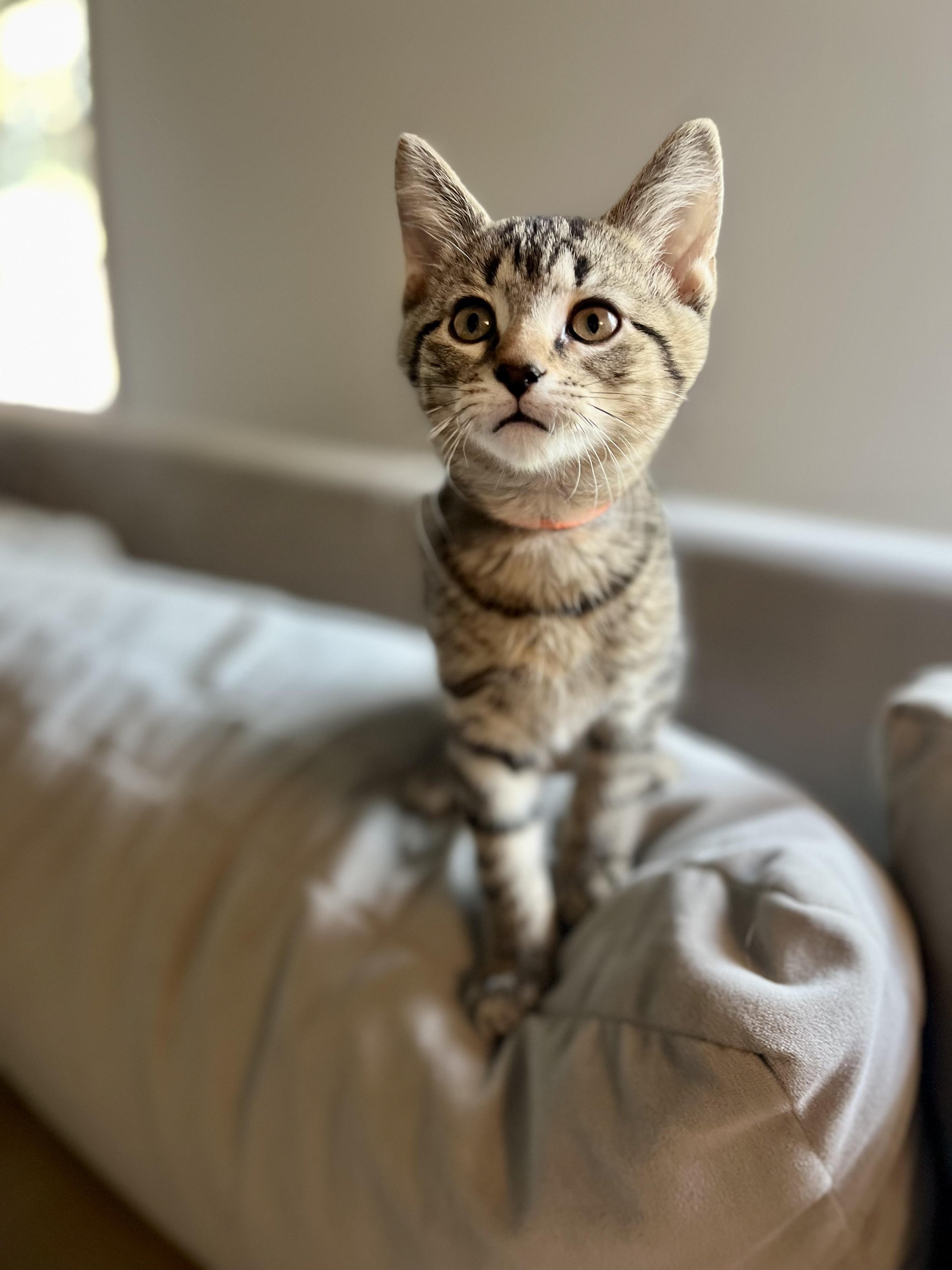 A curious tabby kitten with striped fur sitting on a beige couch, looking content and alert.