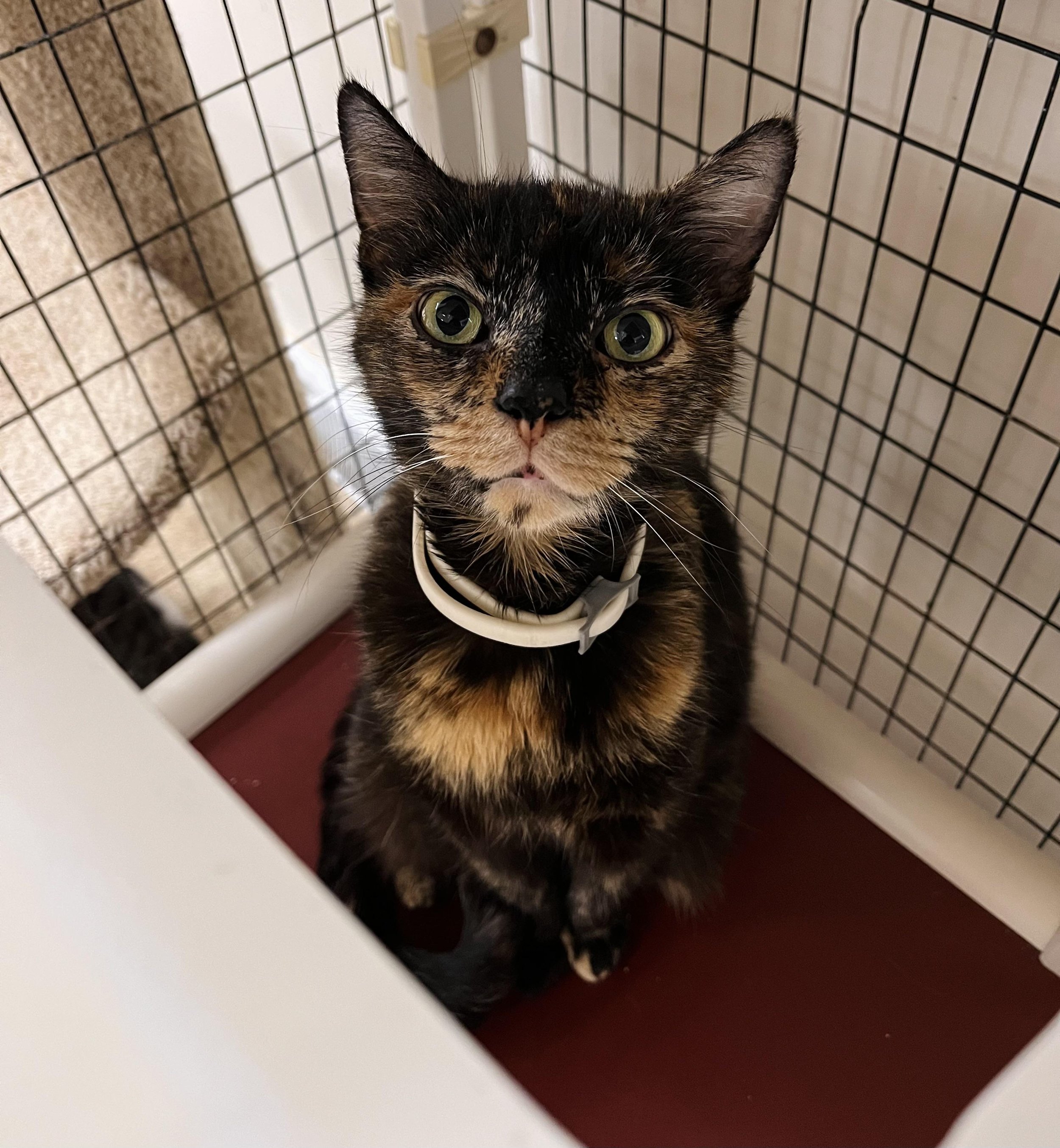Tortoiseshell cat with green eyes sitting inside a wire crate, wearing a white collar.
