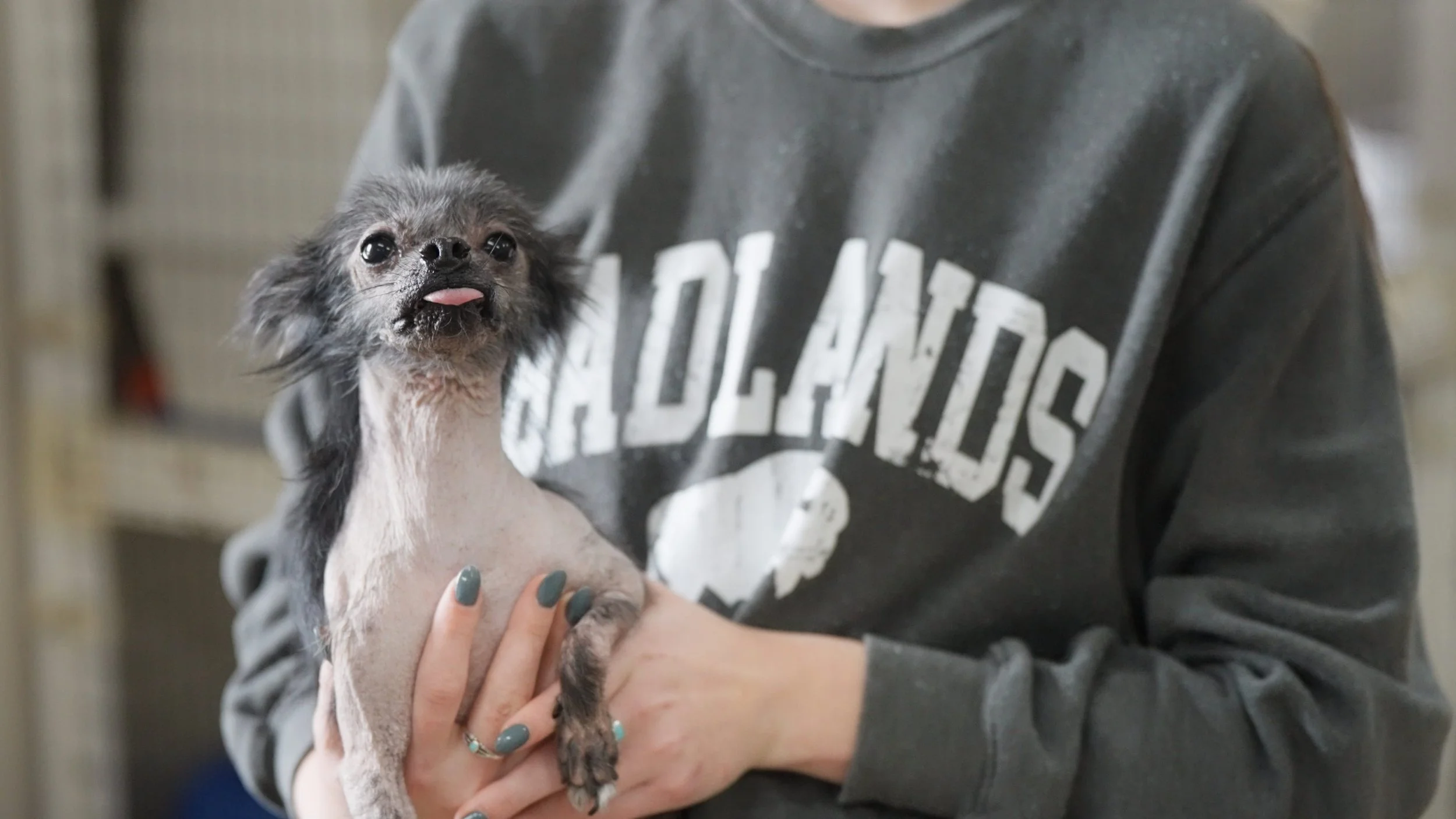 A person holding a small black and white dog with a long tongue sticking out, in a gray sweatshirt with part of the word 'COLLECTION' printed on it.