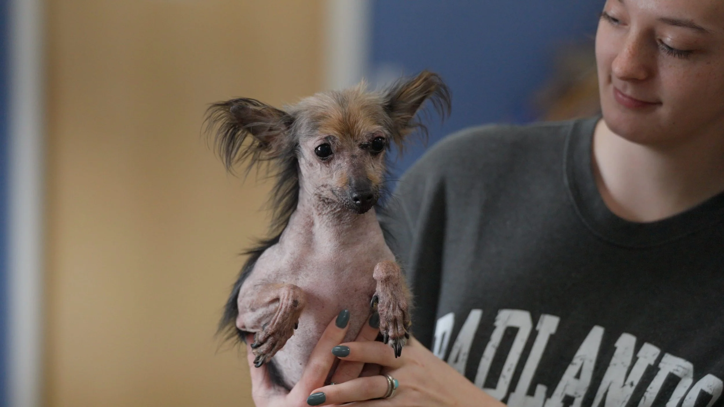 A woman holding a hairless, small dog with large ears and a slightly scruffy appearance.