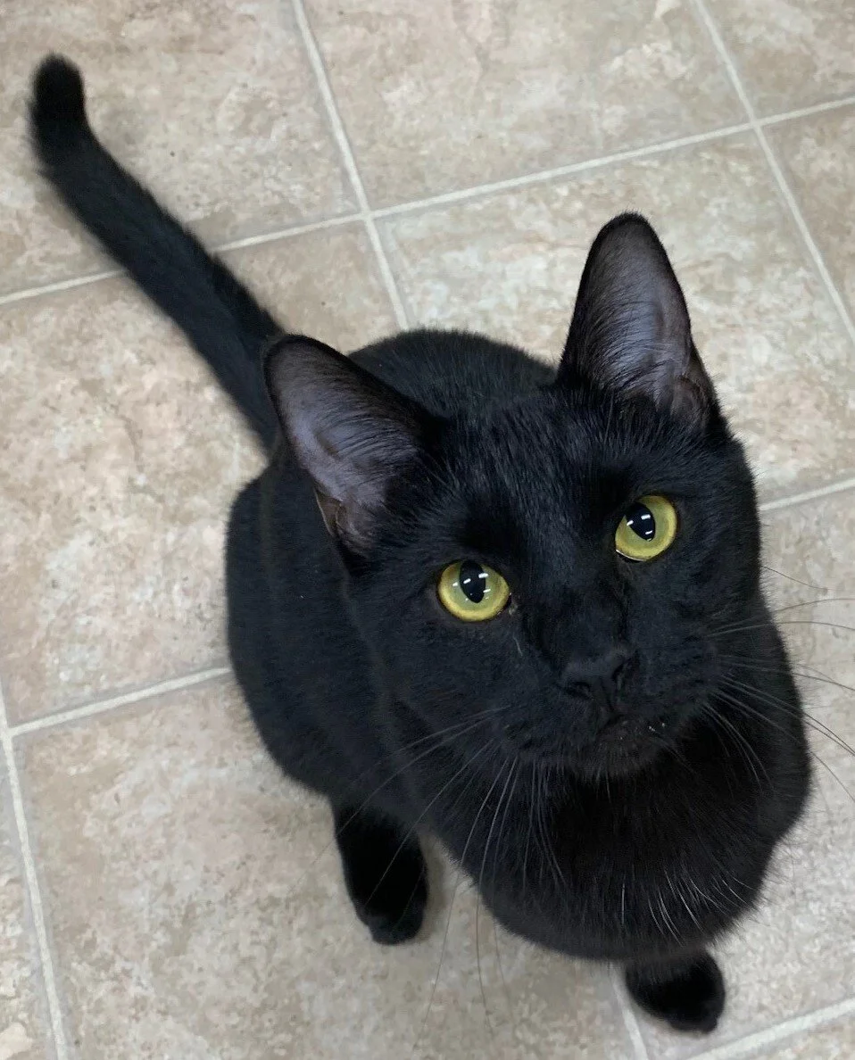 A black cat with yellow eyes looking up, sitting on a beige tiled floor.