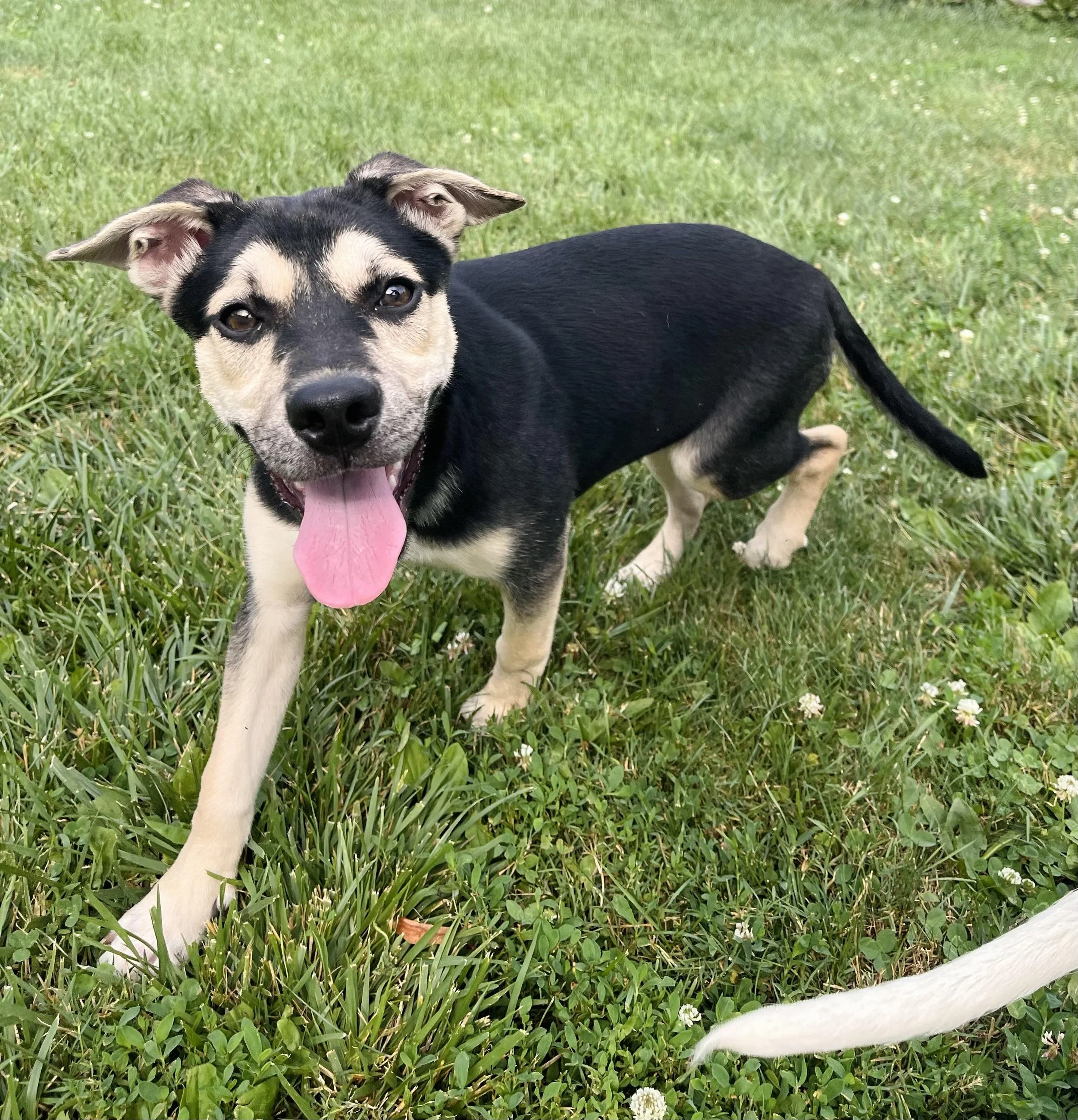 A happy black and tan puppy with a pink tongue hanging out, standing on green grass.