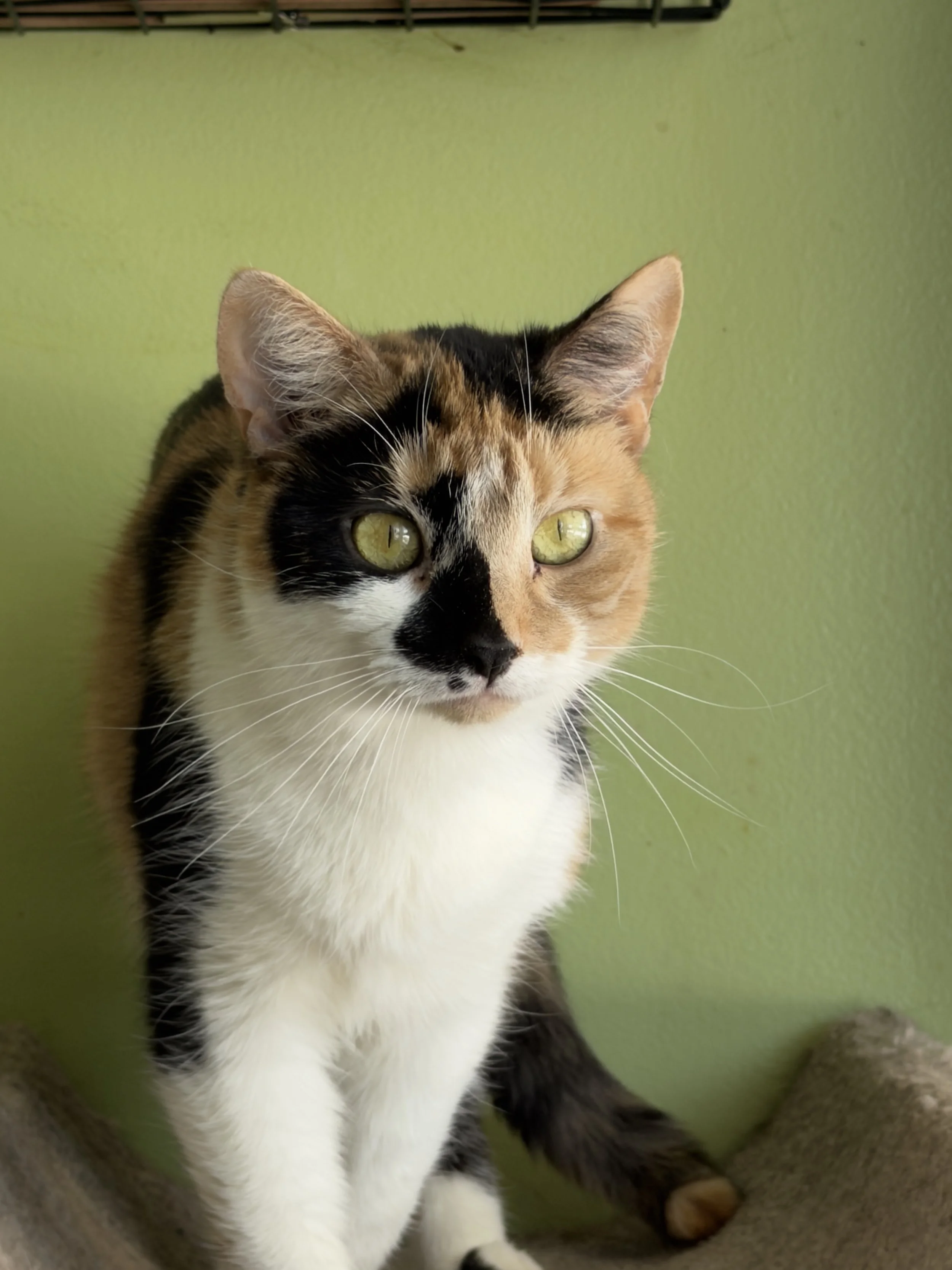 A calico cat with green eyes sitting on a beige surface, against a green wall background.