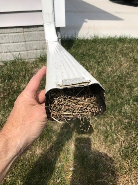 A person holding a section of a white metal gutter filled with sticks and debris, outside near grass and a house wall.
