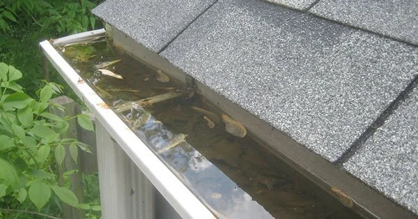 Gutter filled with stagnant water and debris next to a house roof.