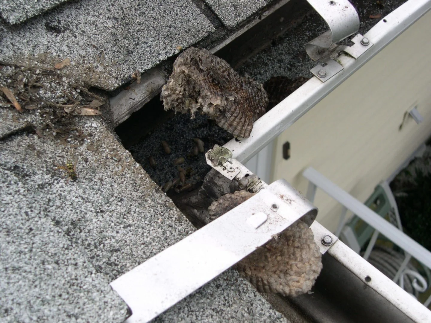 Damage to a roof with missing shingles and visible wood and nails, with some fiberglass insulation.