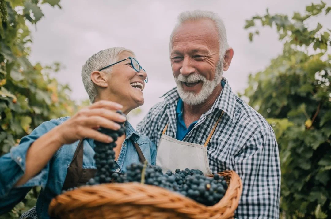 An elderly couple harvesting grapes in a vineyard, smiling and enjoying their time together.