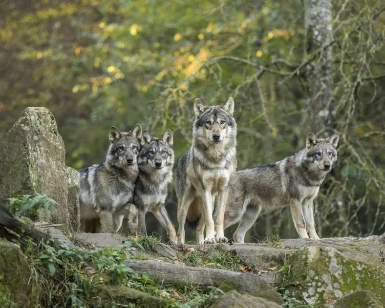 Cinq loups dans une forêt, l'un au centre devant, les autres autour, avec des arbres en arrière-plan.