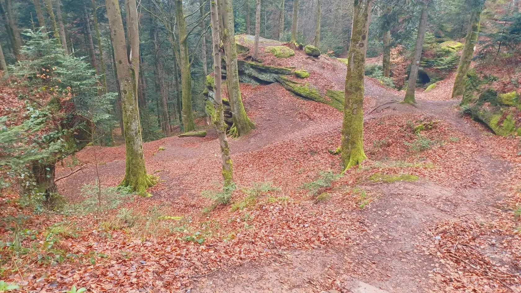 Sentier forestier en automne avec sol couvert de feuilles mortes, arbres verts et moussus.
