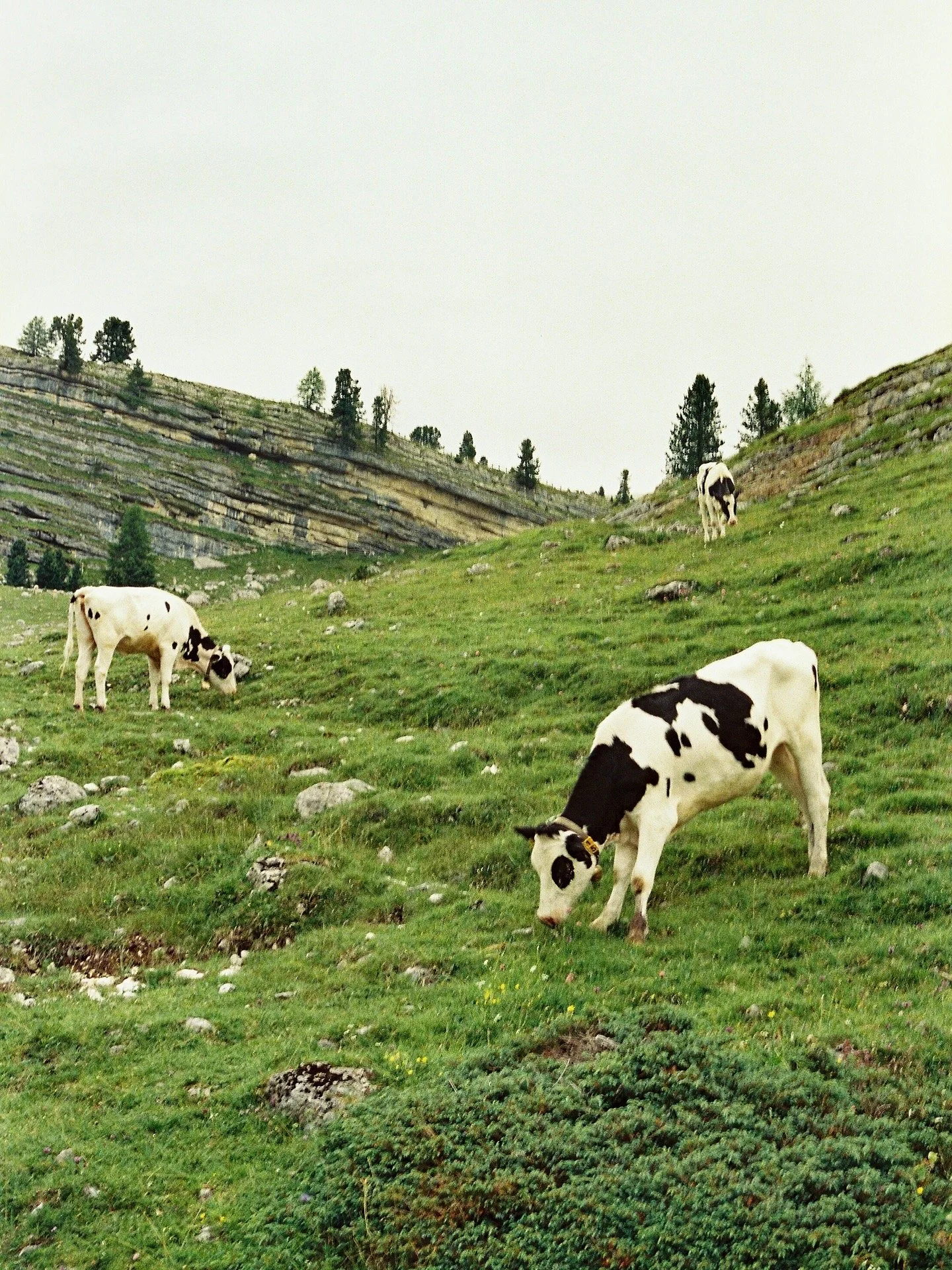 5BEDAA64-E948-4E2E-B375-B9F5525FC8C4.JPG