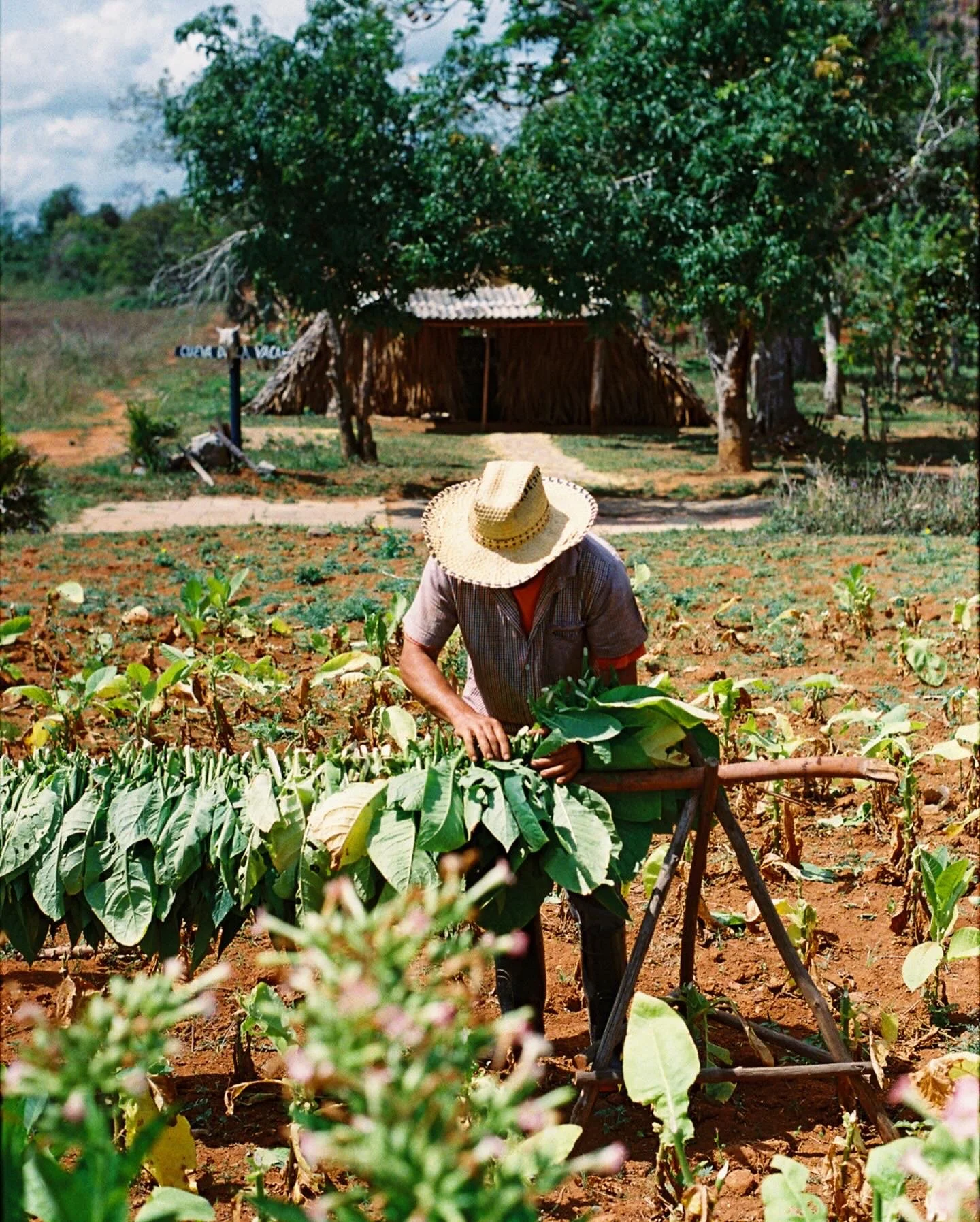 Viñales, Cuba