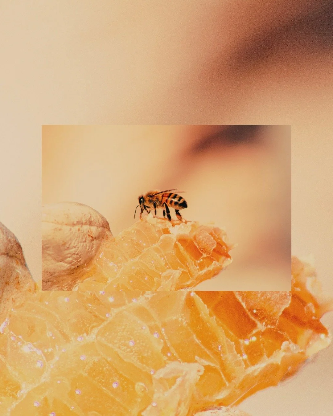 𝑵𝒐𝒕 𝒂𝒍𝒍 𝒉𝒐𝒏𝒆𝒚 𝒊𝒔 𝒄𝒓𝒆𝒂𝒕𝒆𝒅 𝒆𝒒𝒖𝒂𝒍... 𝒂𝒏𝒅 𝒘𝒆&rsquo;𝒓𝒆 𝒑𝒓𝒐𝒖𝒅 𝒐𝒇 𝒕𝒉𝒂𝒕.

At Honey Leaf, every jar tells a story... from wildflower fields to eucalyptus groves, each variety brings its own flavor, aroma, and benefit