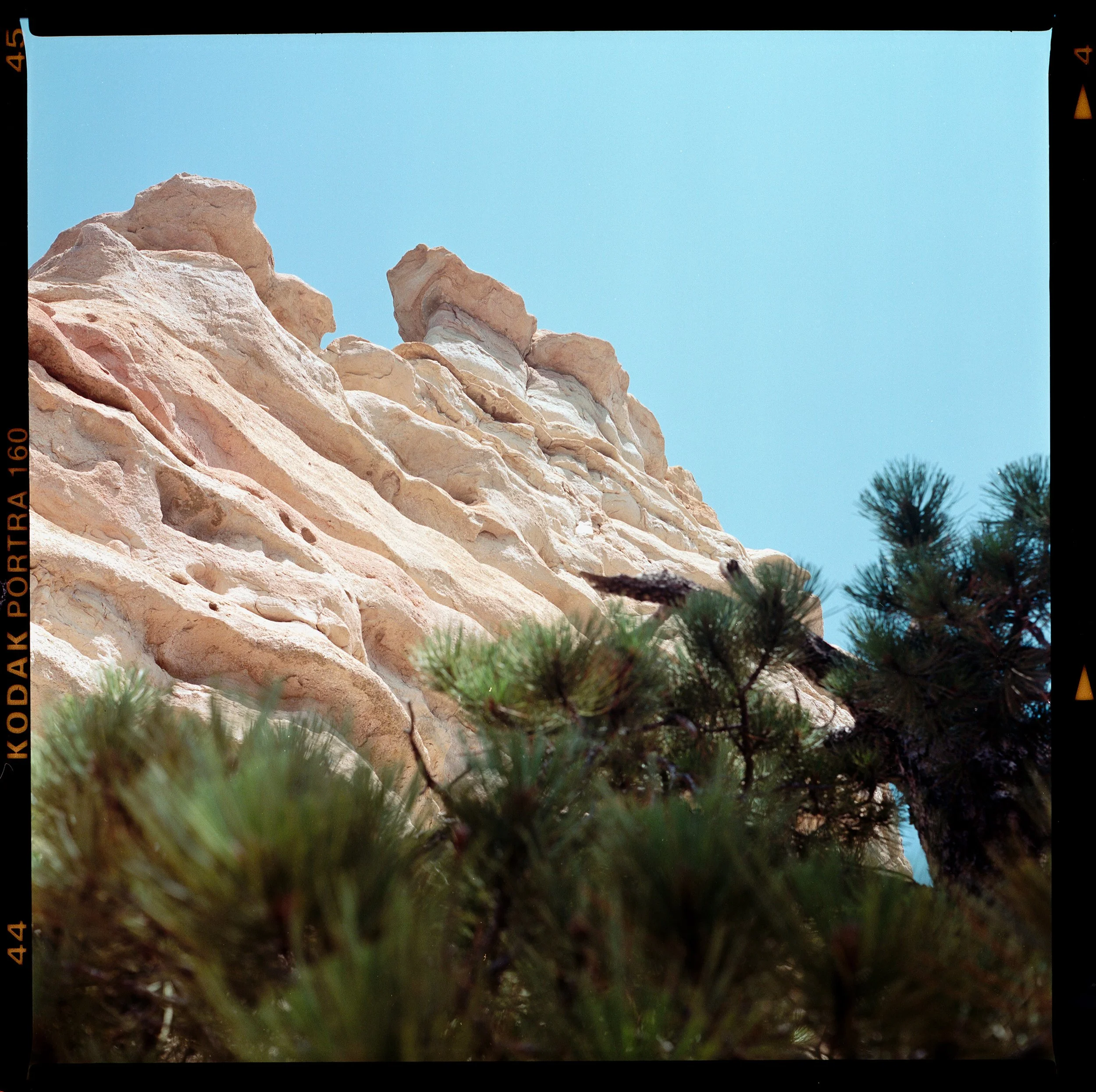 Close-up view of a rocky cliff with beige and white layered formations, partially obscured by green pine branches, against a clear blue sky.