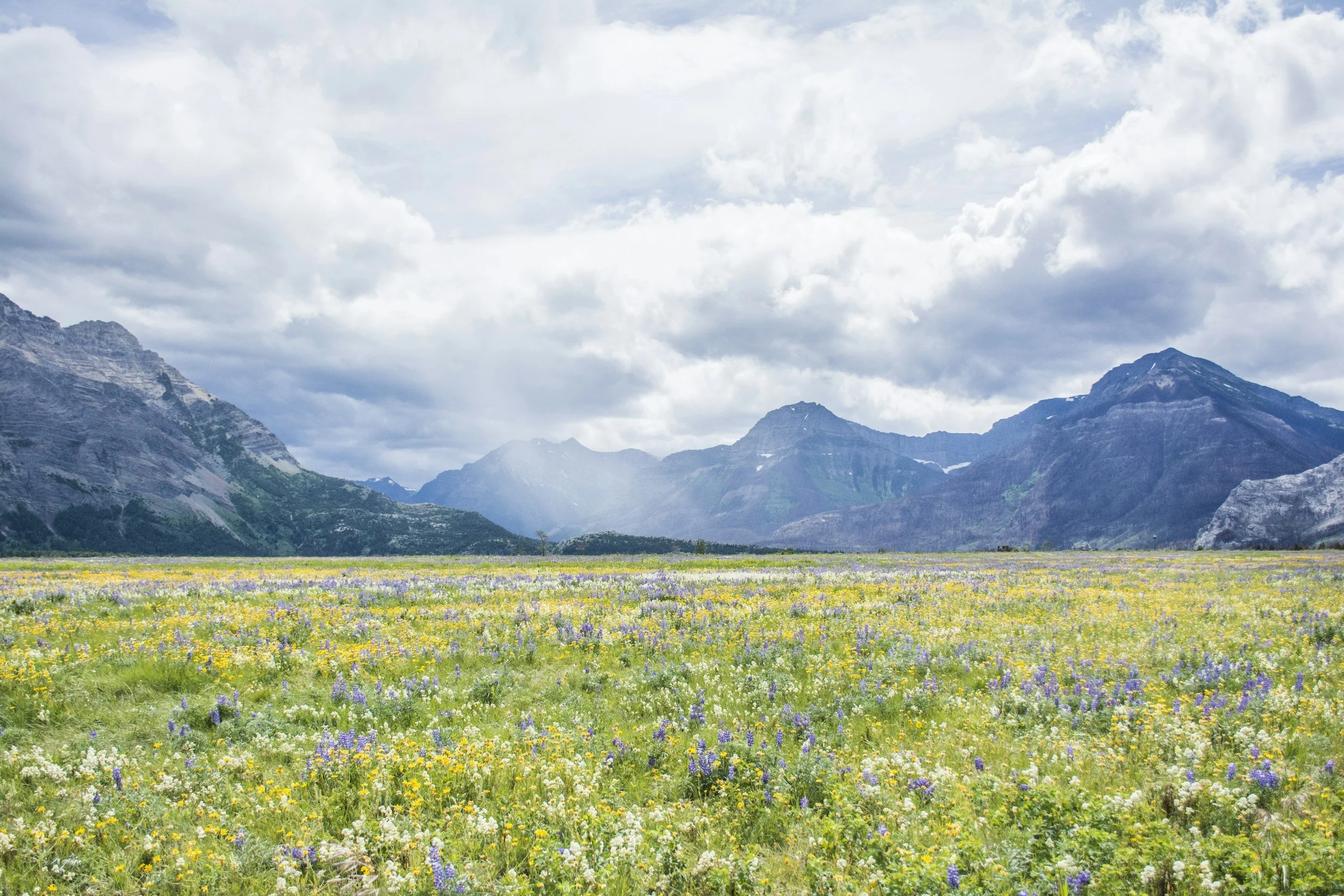 A landscape of a mountain range with partly cloudy sky and a meadow filled with colorful wildflowers in the foreground.