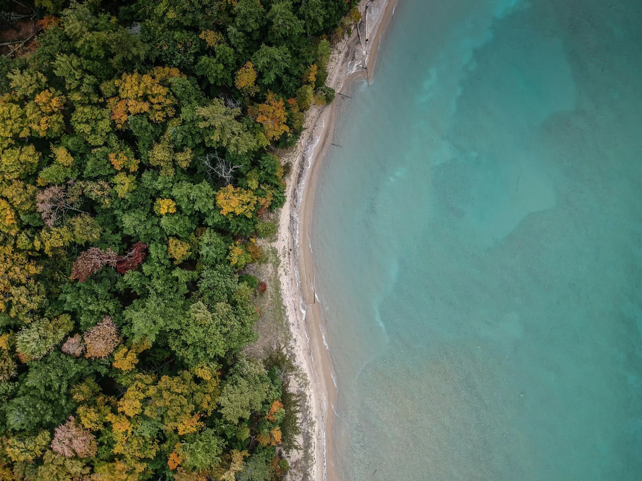 Aerial view of a shoreline with a thick forest of trees changing color onto the beach and turquoise water.