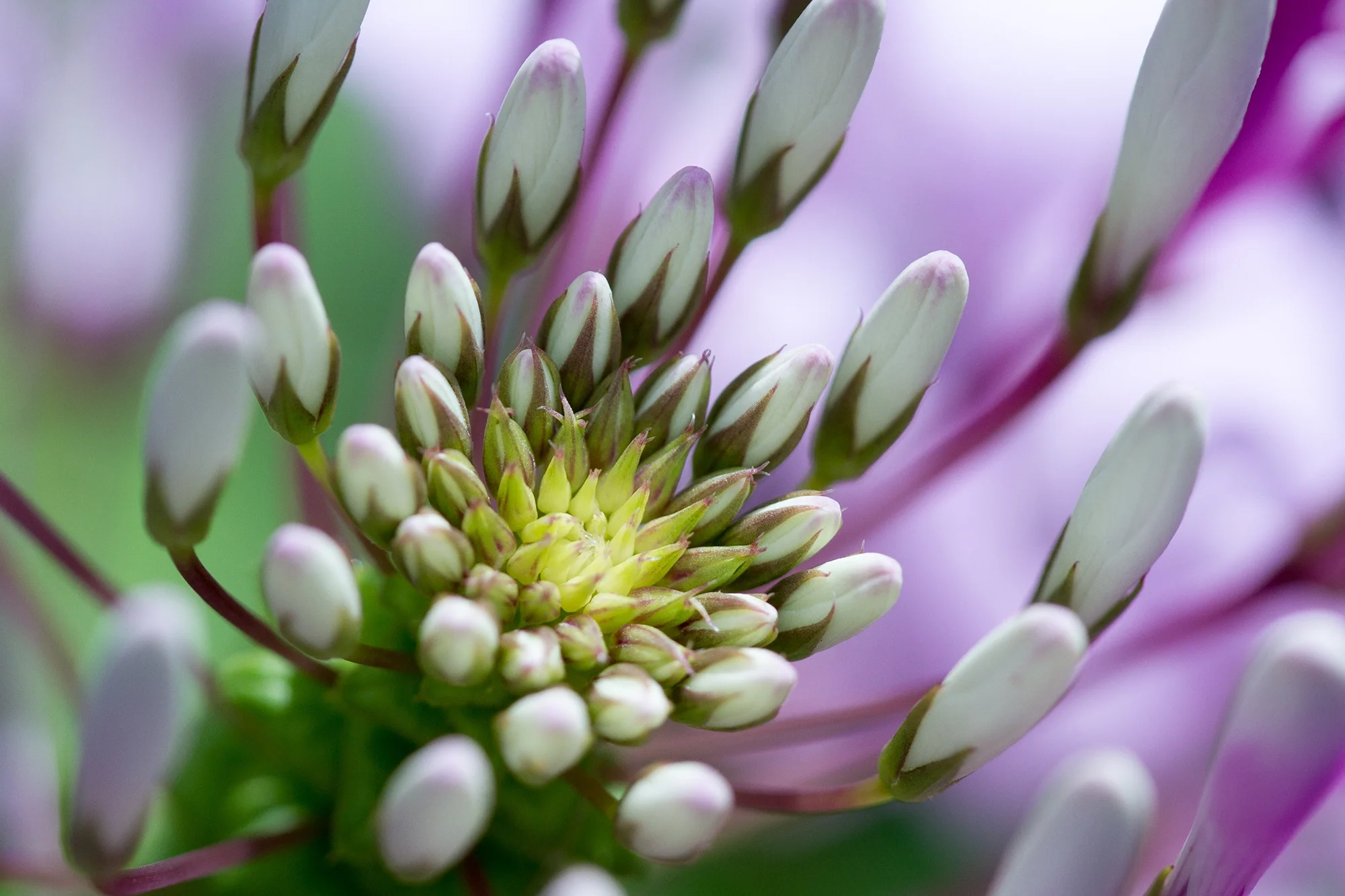 Close-up of a flowering plant with white buds and hints of pink and purple in the background.