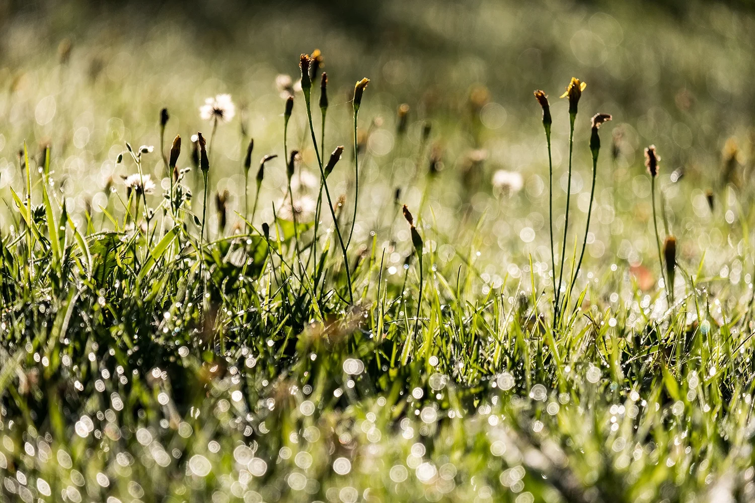 Close-up of grass and small flowers with dew, illuminated by sunlight, with a blurred background.