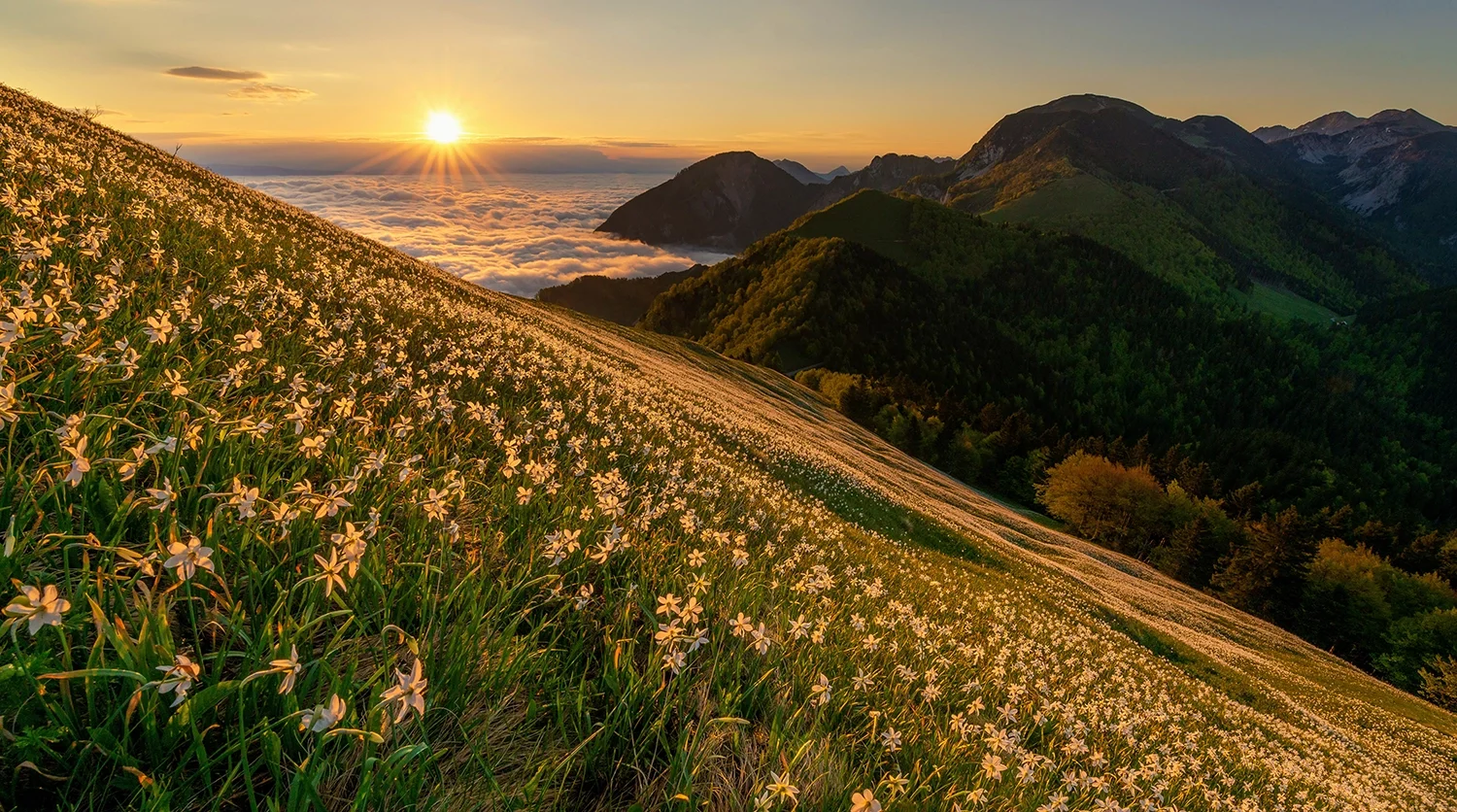 Sunrise over a mountain landscape with a blanket of white flowers on a grassy hillside.