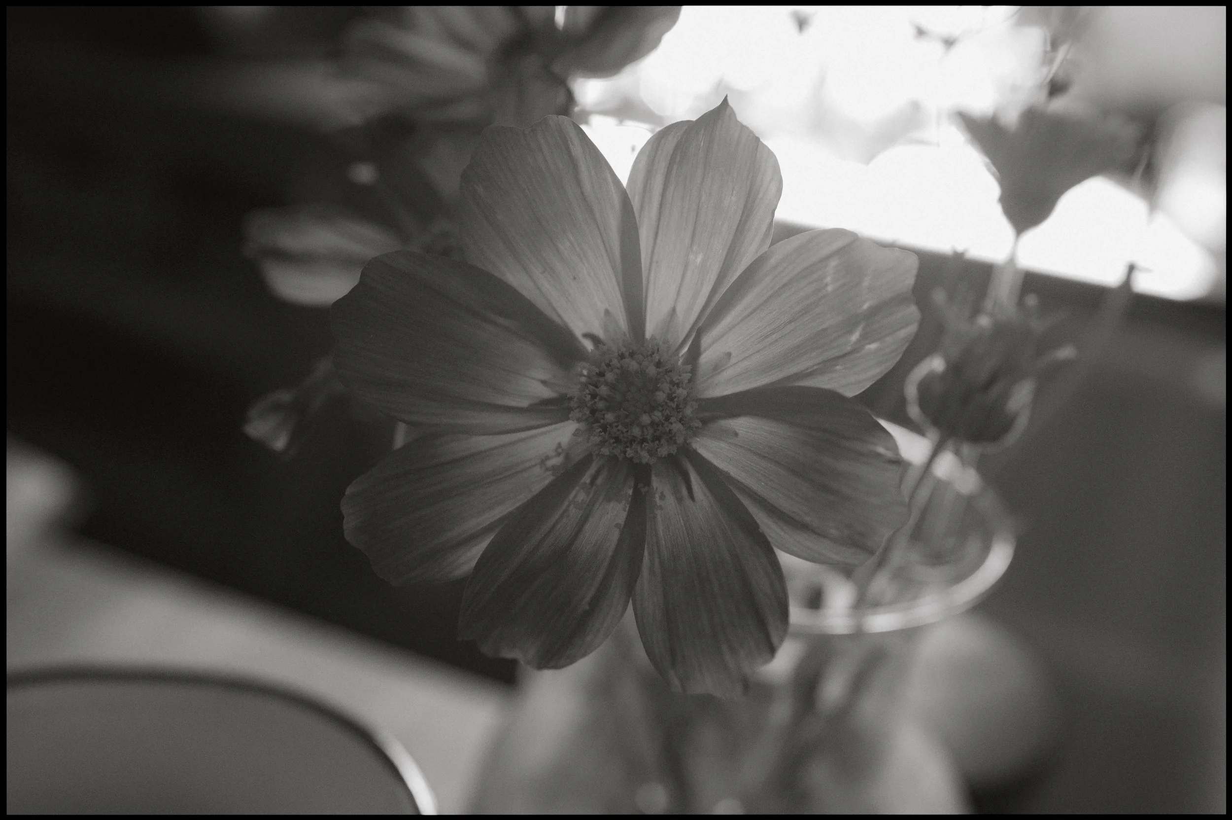 A black-and-white photo of a single flower in a vase, with petals radiating from the center, placed on a surface with blurred objects in the background.