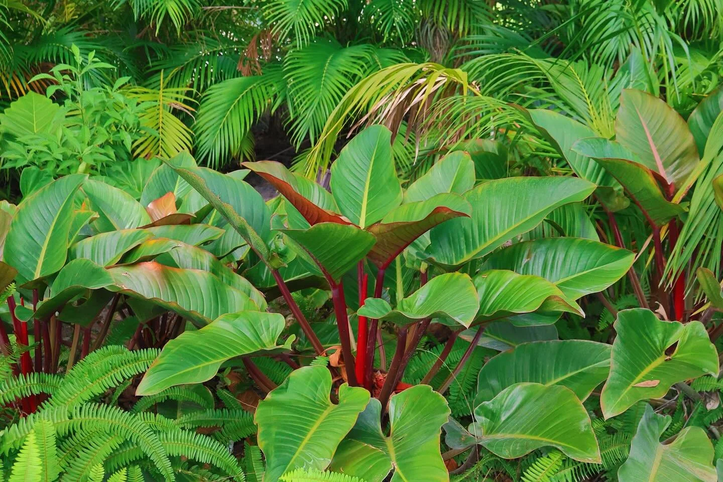 Shade plants don&rsquo;t have to be boring&hellip; brighten up your landscape with Philodendron Rojo Congos #philodendron #rojocongophilodendron
