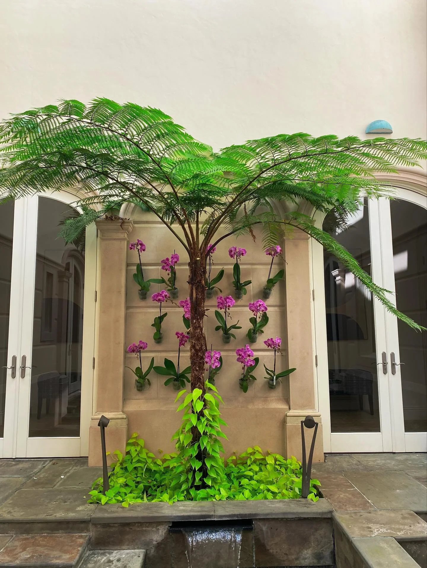 Australian Fern Tree in front of a beautiful orchid accent wall! 🌸 #australianferntree #cyatheacooperi #pothos #phalaenopsisorchid