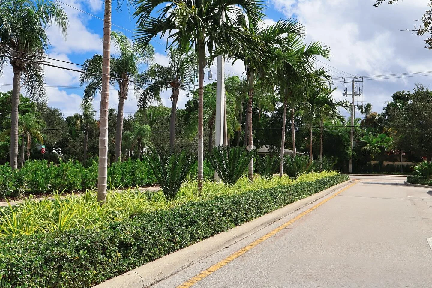 Keeping El Cid looking beautiful #elcid #westpalmbeach #ferox #pandanus #alexanderpalm #greenislandficus