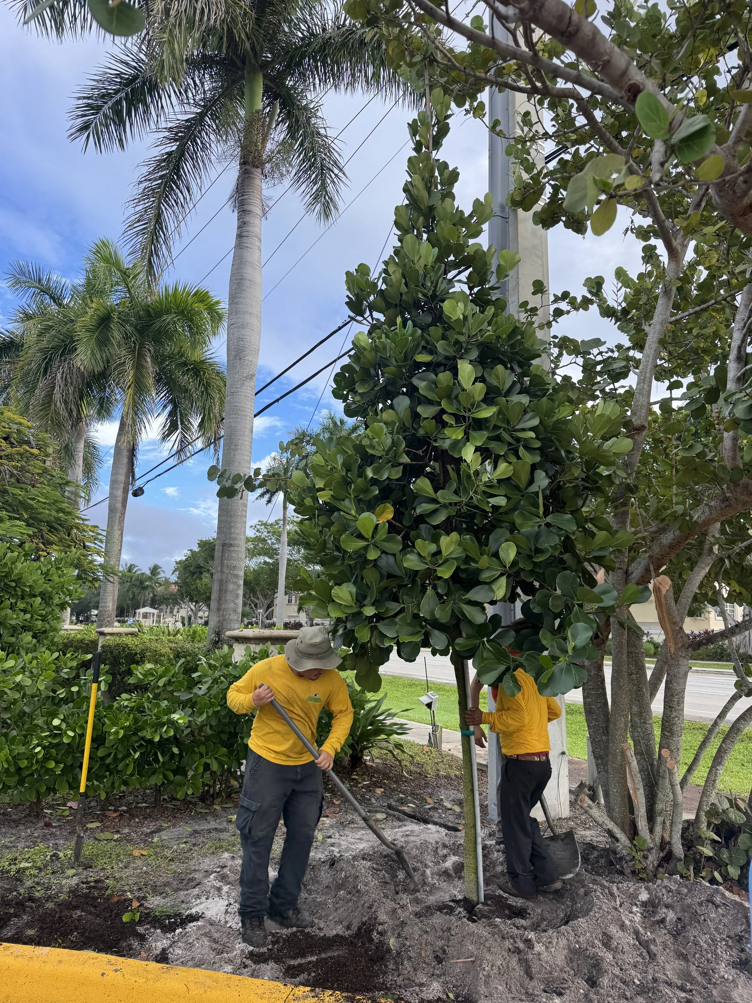 Certified commercial landscaping company, Alligator Landscaping.jpeg