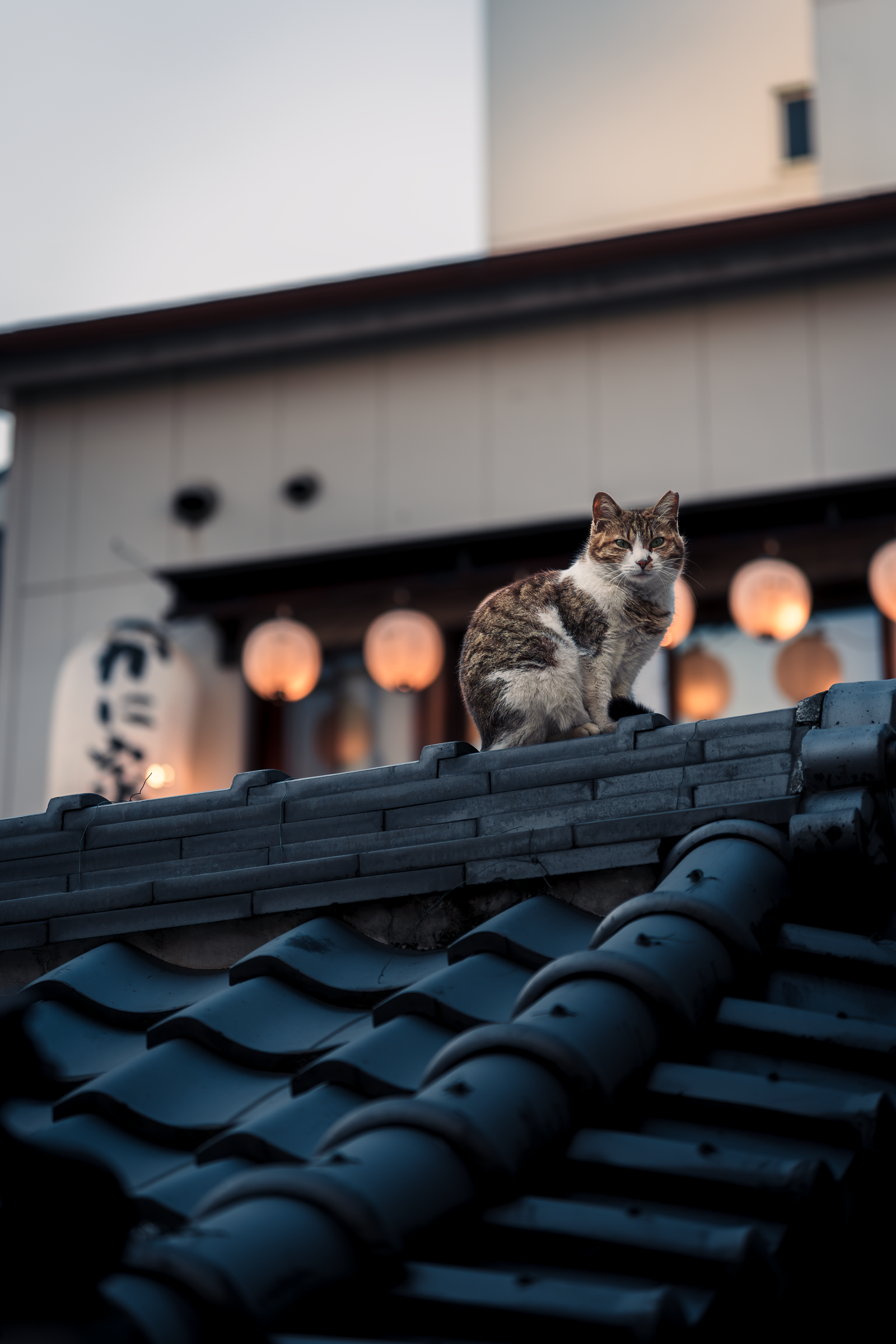 Hozenji Temple Cat Pt. 1.png