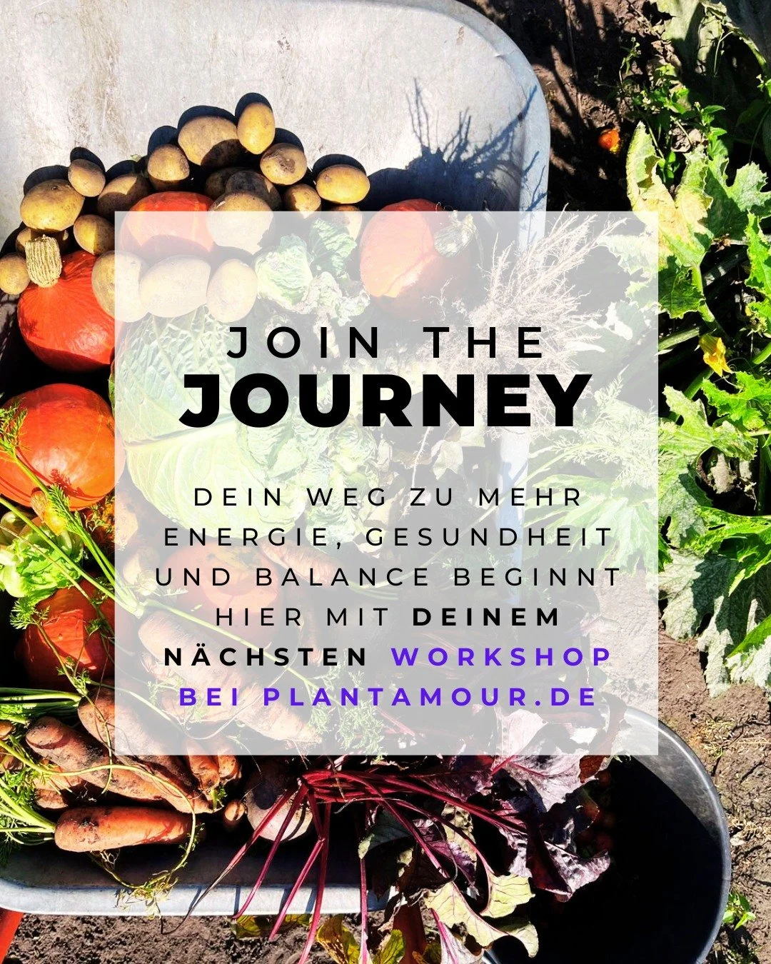 Join the Journey ✨

Bei Plant Amour geht es um mehr als Ern&auml;hrung &ndash; es geht um Energie, Gesundheit, Balance und Freude im Alltag. 🌱
Unsere Workshops sind kleine Abenteuer f&uuml;r dich: vom Ferment Easy, &uuml;ber Health Reset und Food Mo
