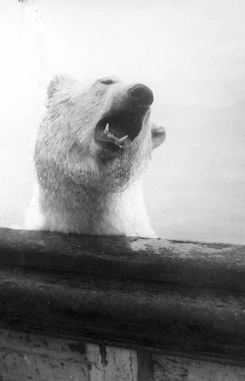 S_A__ANDREE_EXPIDITION_PHOTO_6_POLAR_BEAR.JPG