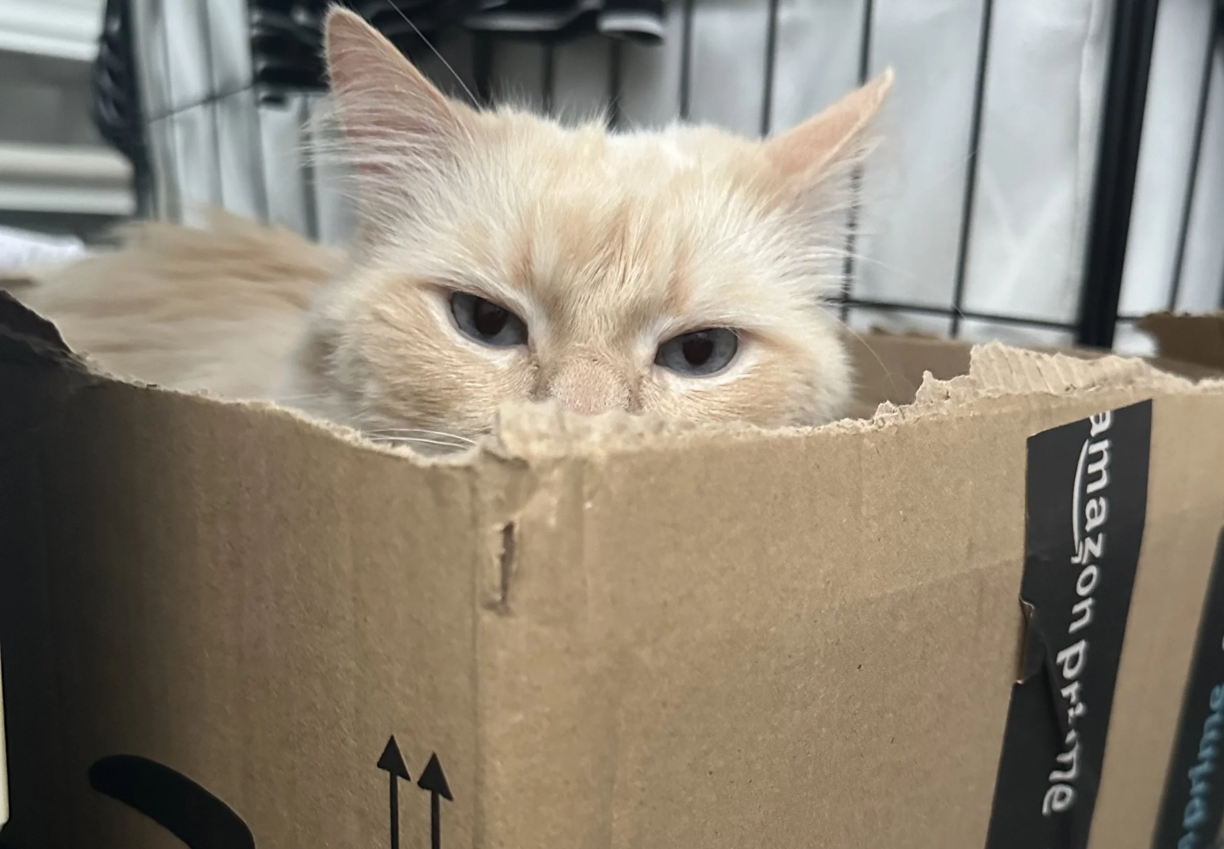 How to Keep Indoor Cats Entertained: Simple Ways to Nurture Their Curious Minds