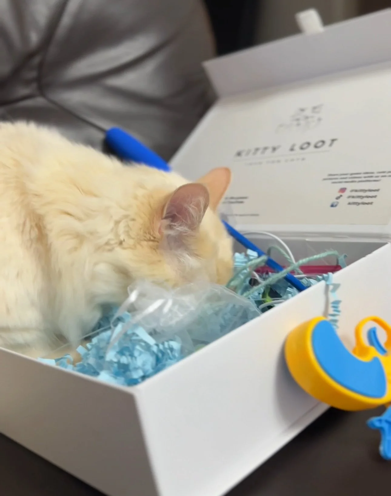 The Ultimate Christmas Cat Gift: Why Cats Love Simple Toys