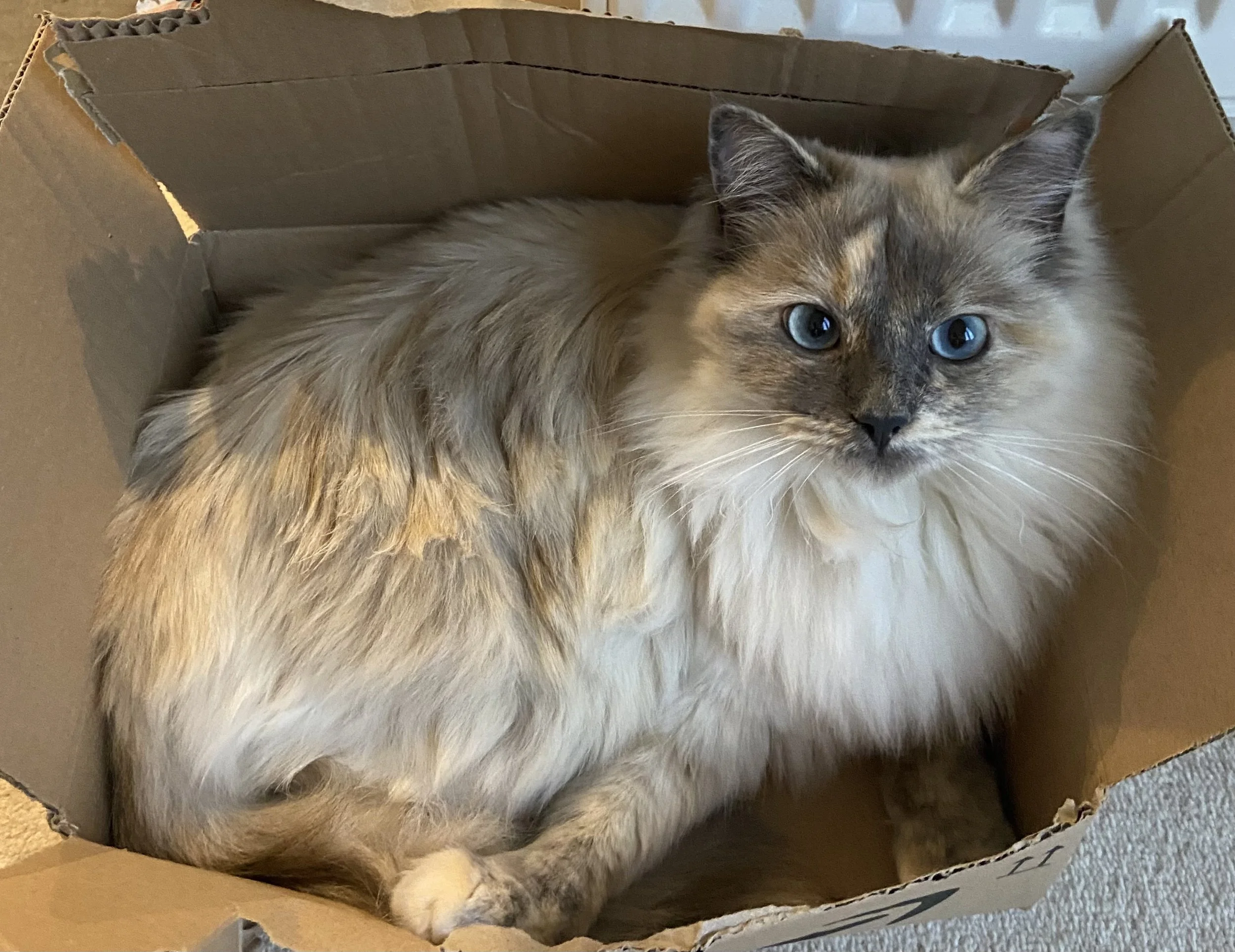 The Science Behind Why Cats Love Boxes (And Why It Is More Than Just a Cute Habit)